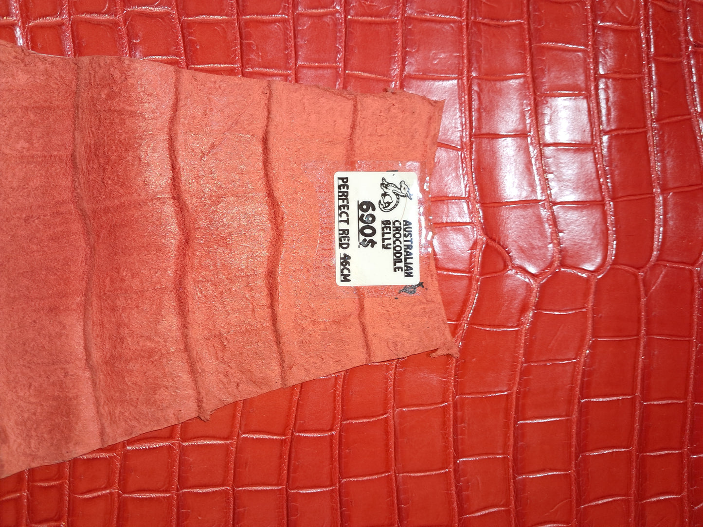 Perfect Red Australian Crocodile Belly