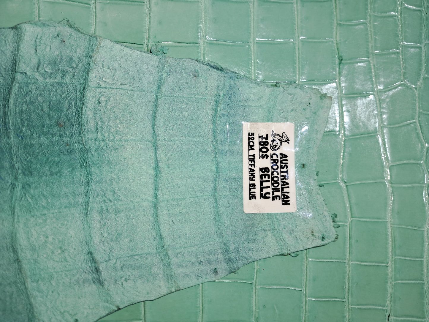 Tiffany Blue Australian Crocodile Belly