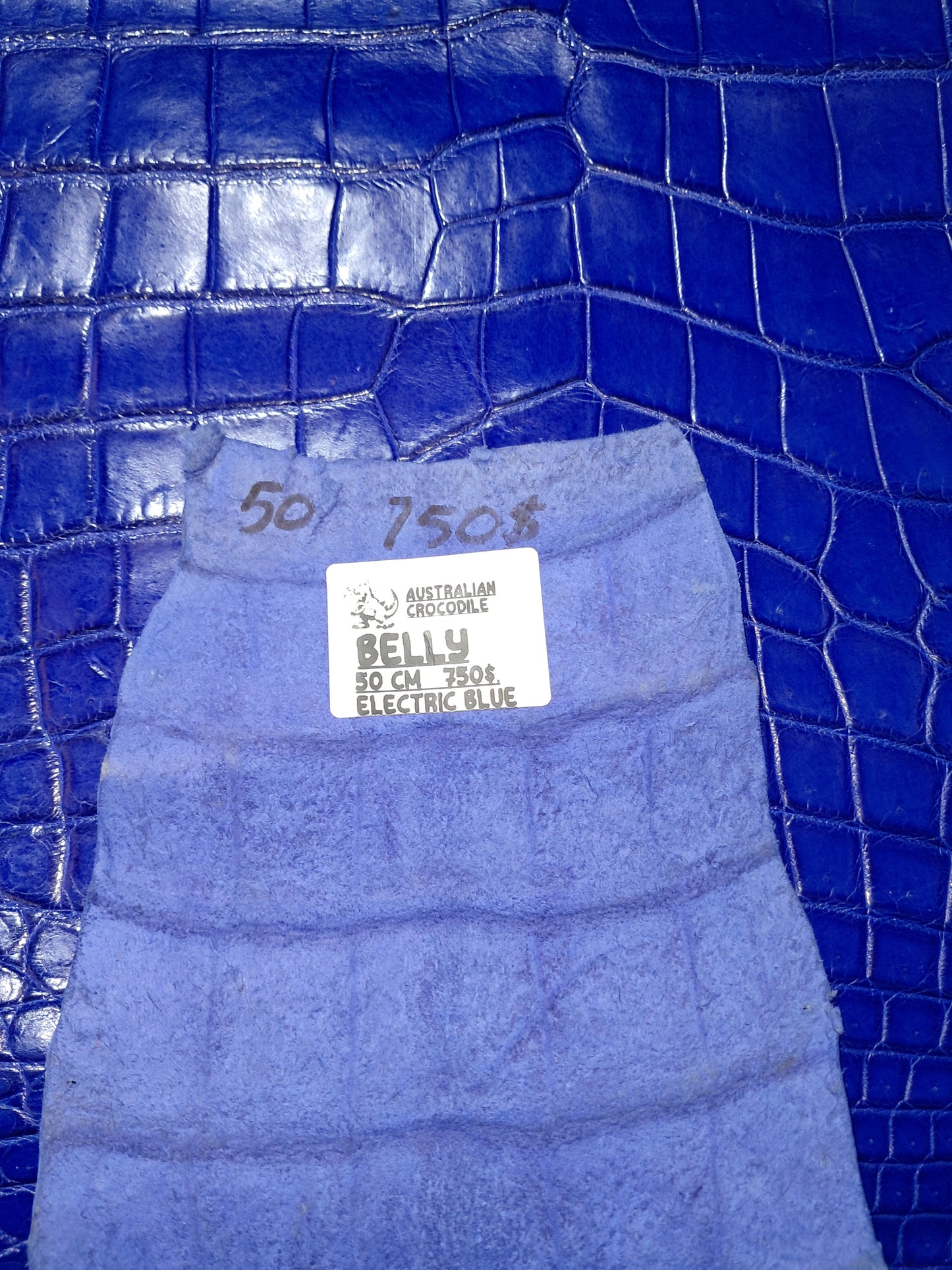 Electric Blue Australian Crocodile Belly