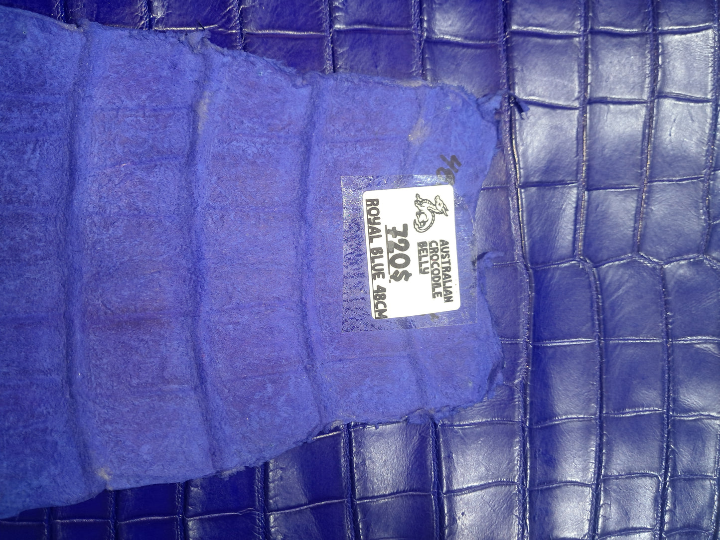 Royal Blue Australian Crocodile Belly