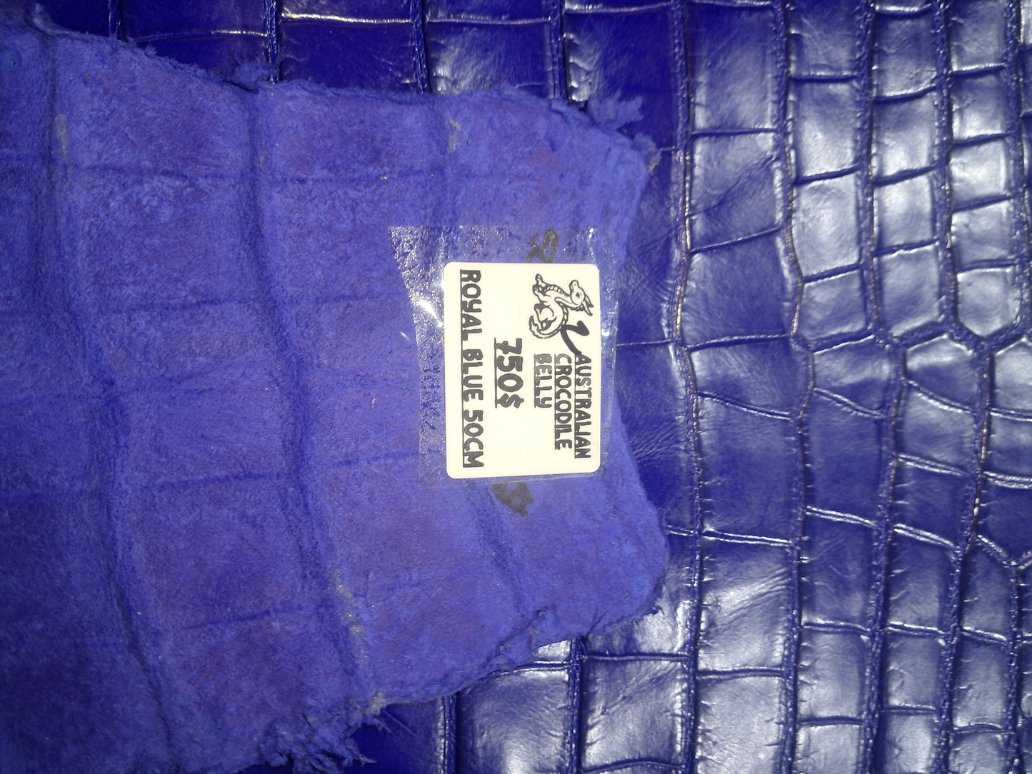 Royal Blue Australian Crocodile Belly