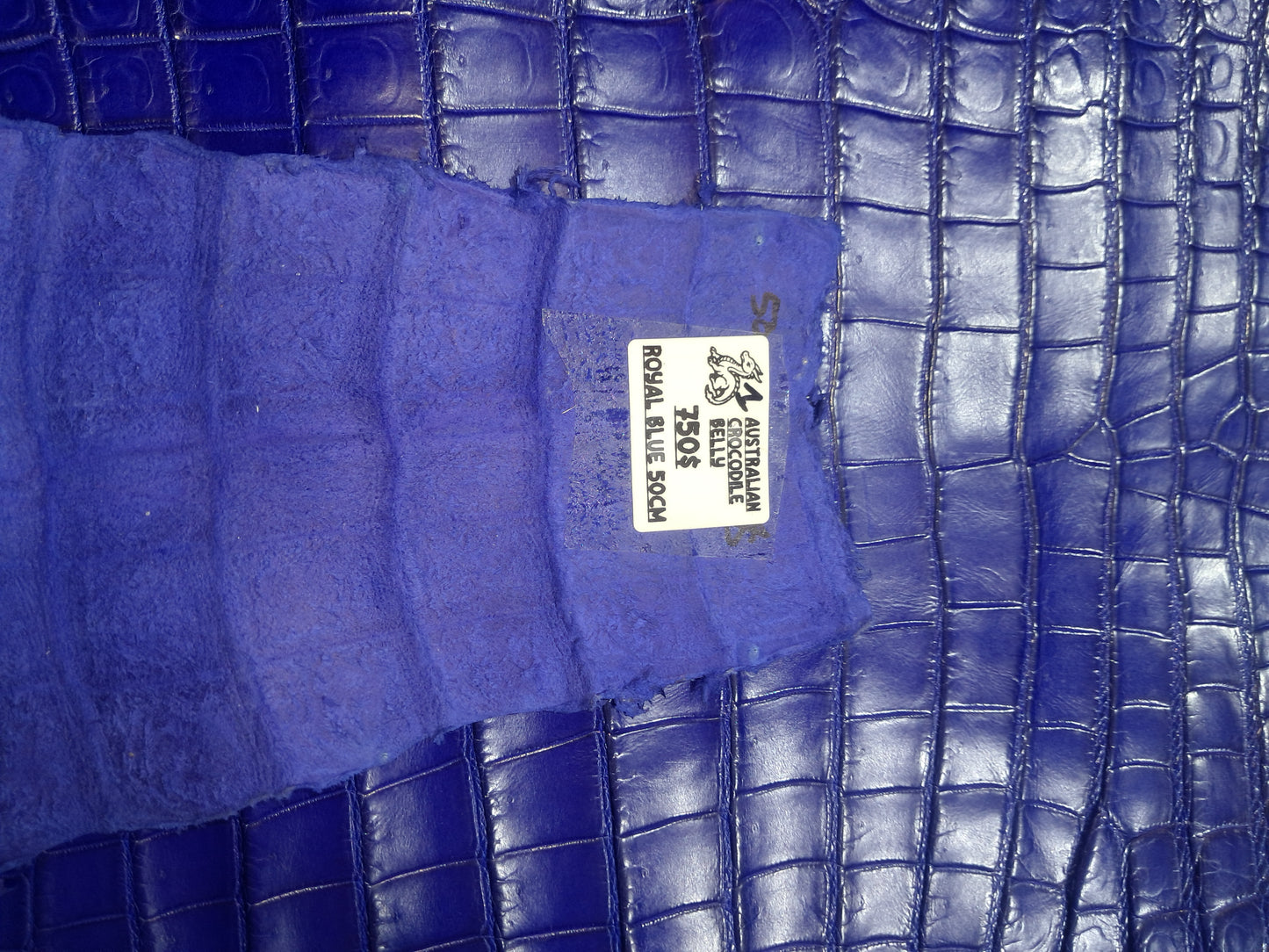Royal Blue Australian Crocodile Belly