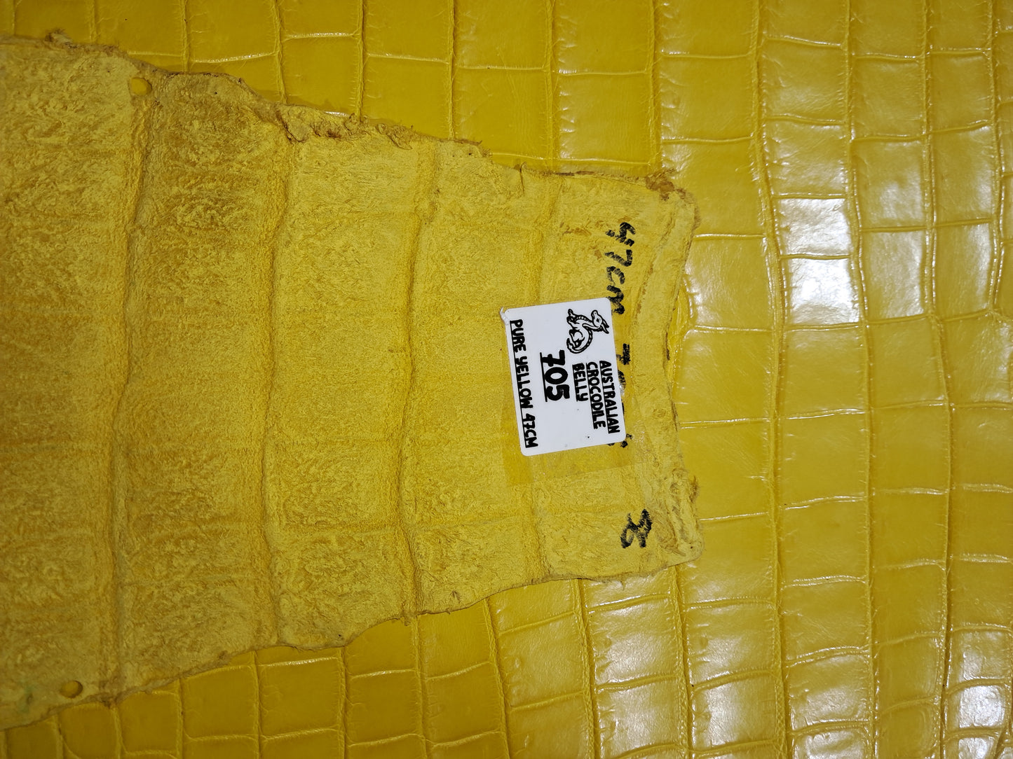 Pure Yellow Australian Crocodile Belly