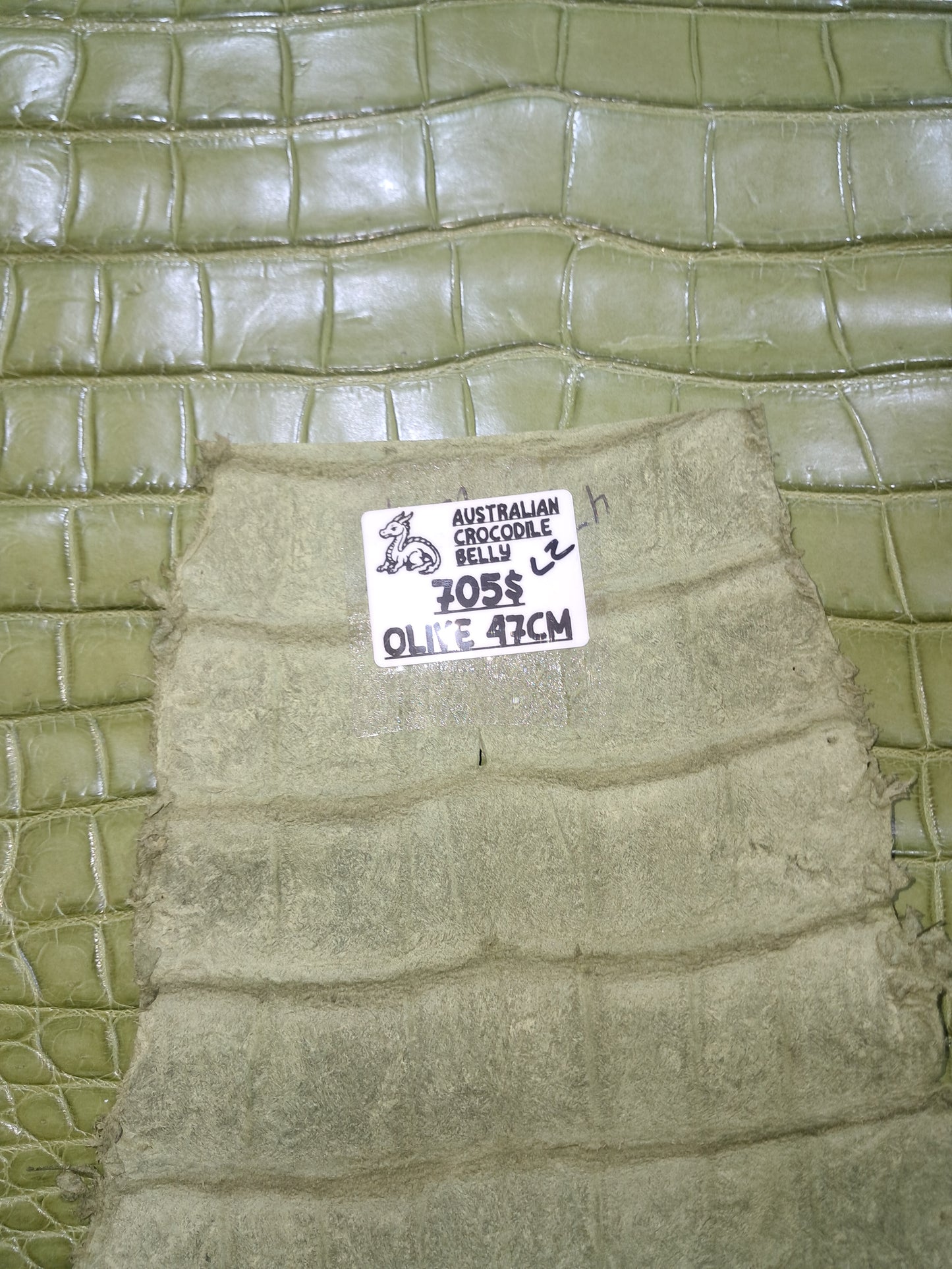 Olive Australian Crocodile Belly