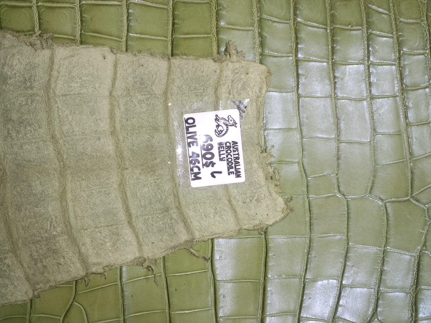 Olive Australian Crocodile Belly