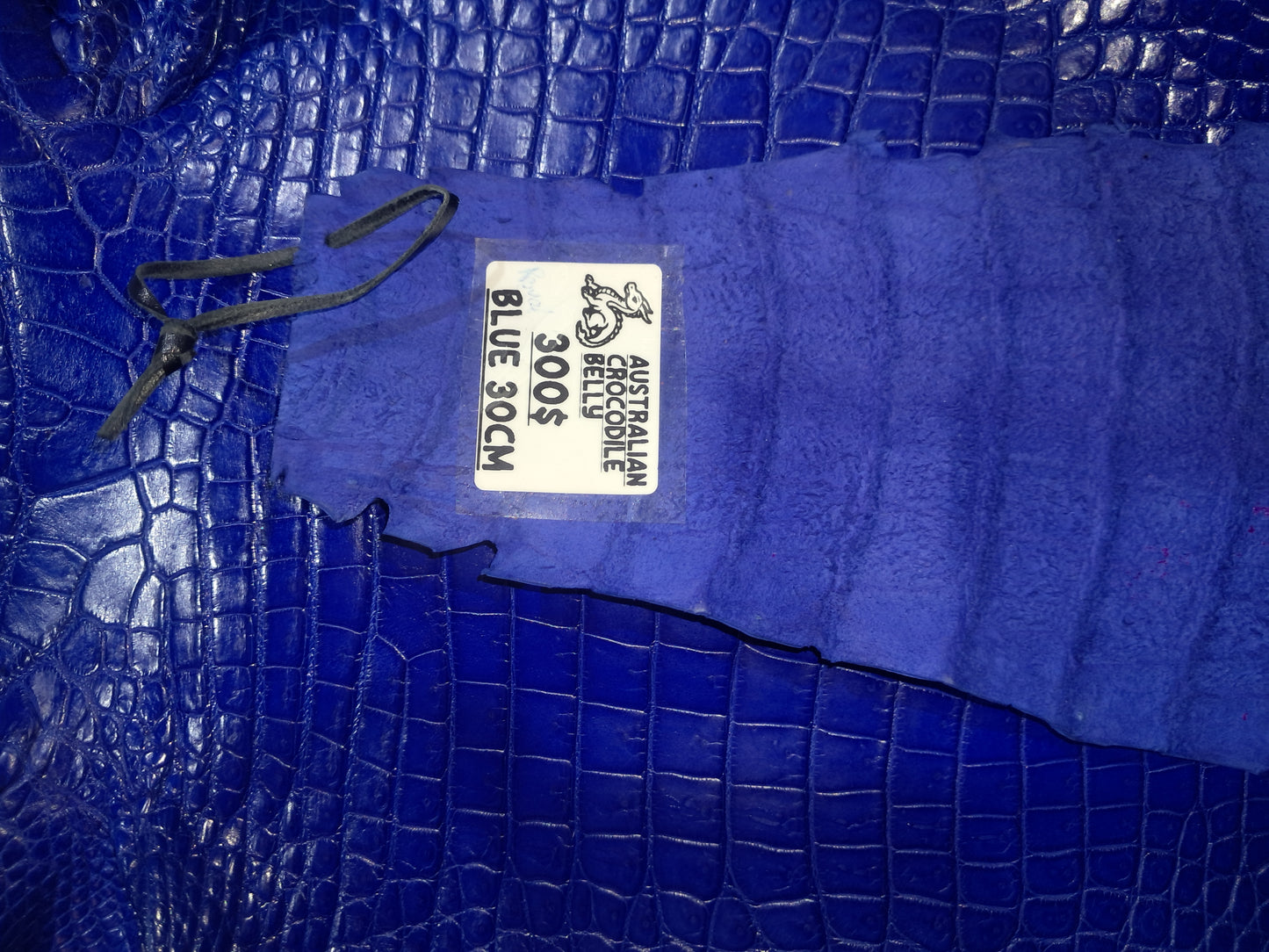 Blue Australian Crocodile Belly