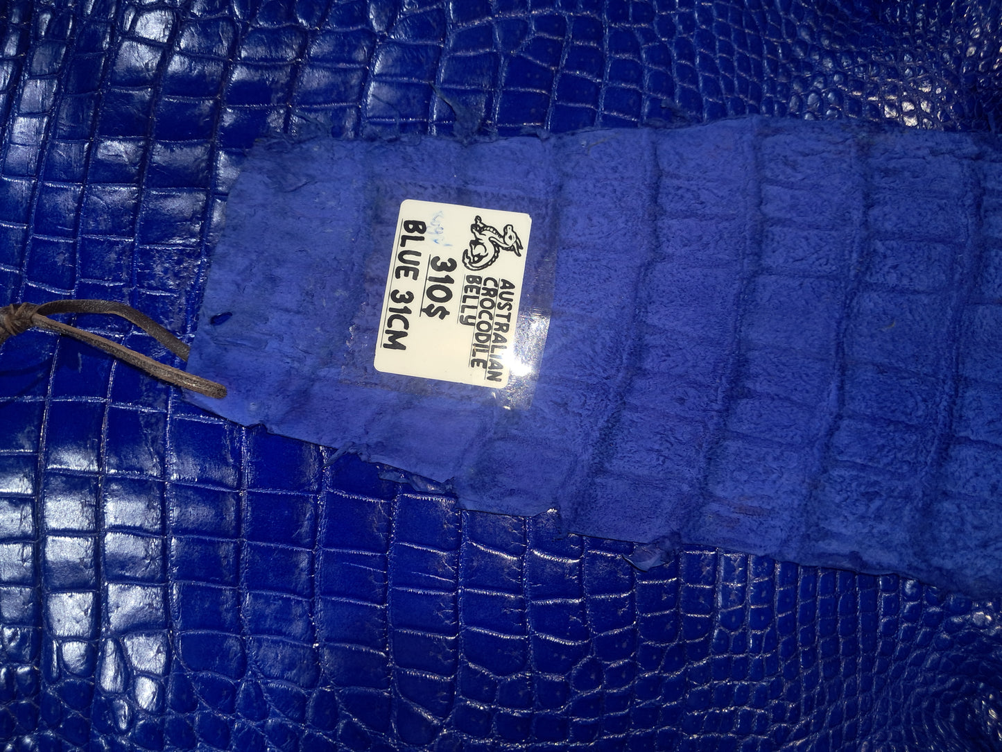 Blue Australian Crocodile Belly