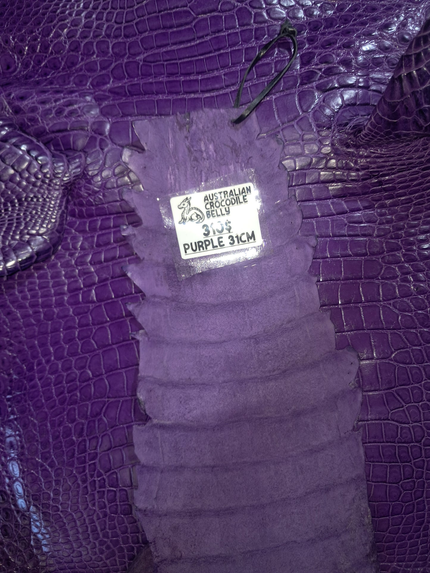 Purple Australian Crocodile Belly