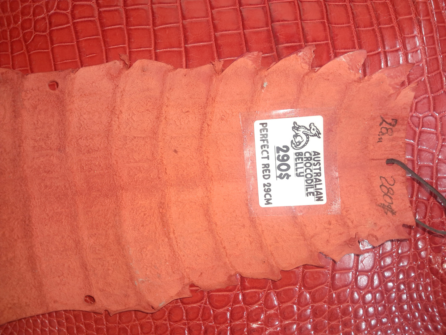 Perfect Red Australian Crocodile Belly