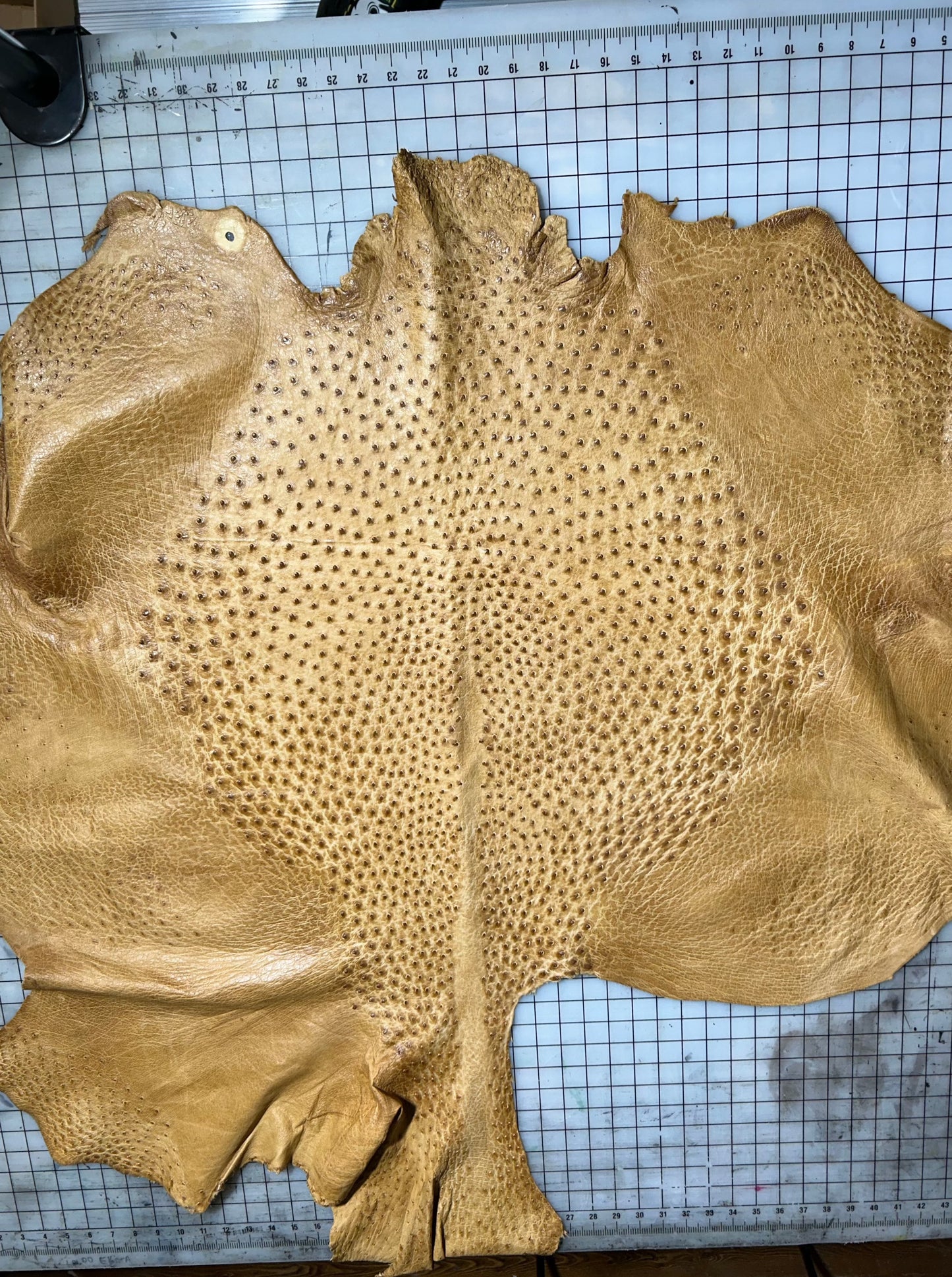 Antiqe Saddle Ostrich