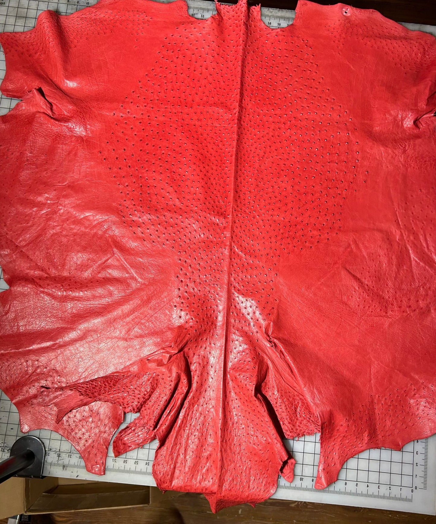 Flame Red Ostrich