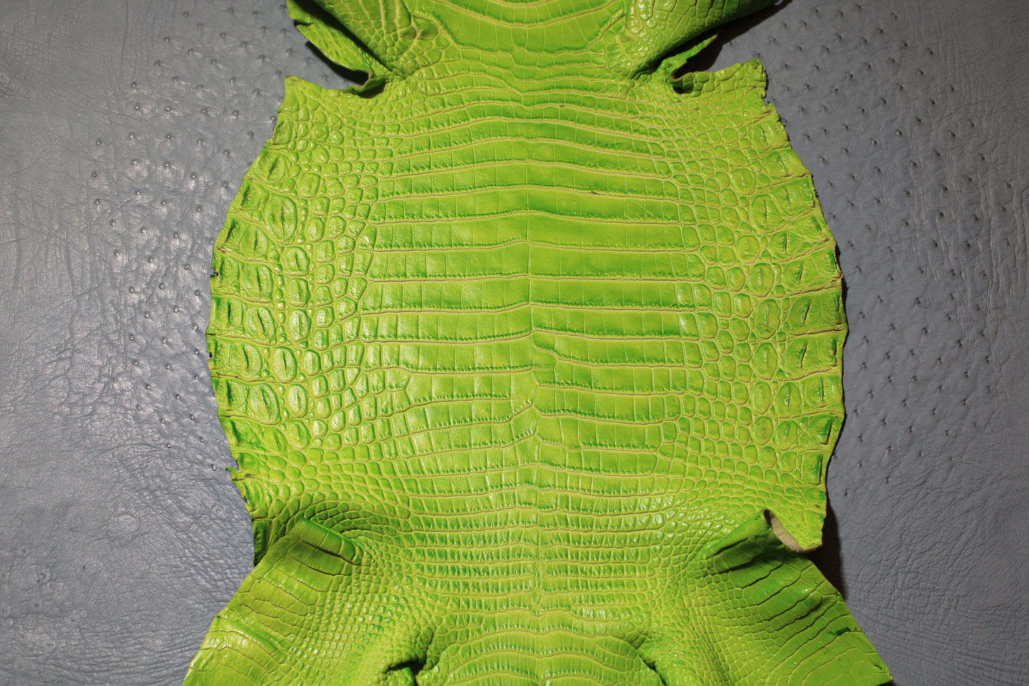 Lime Green On White CROCO Belly