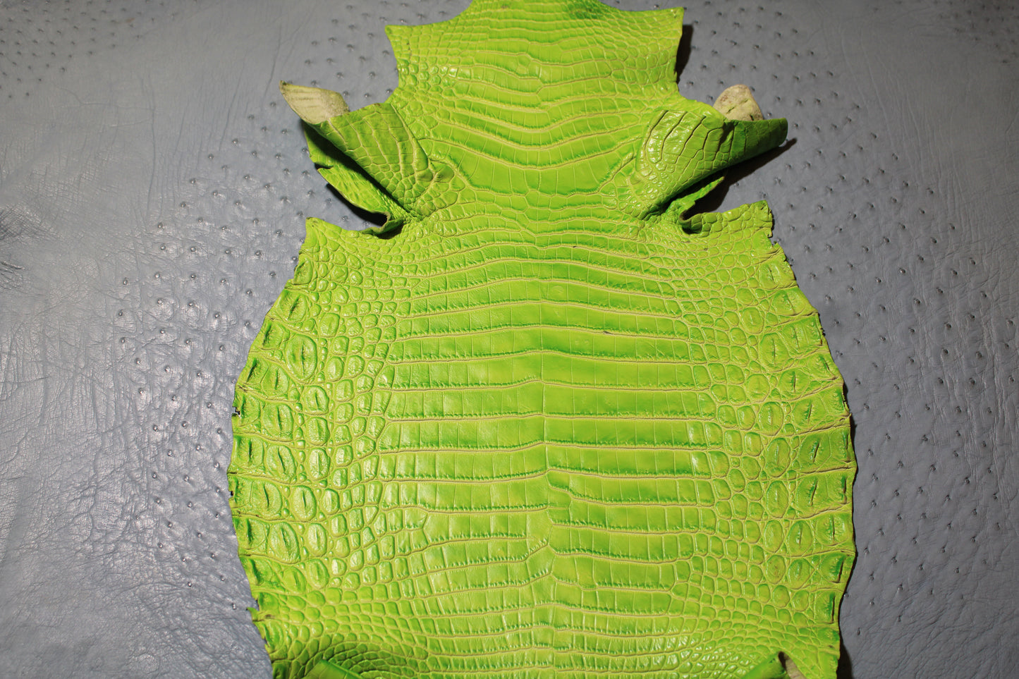 Lime Green On White CROCO Belly