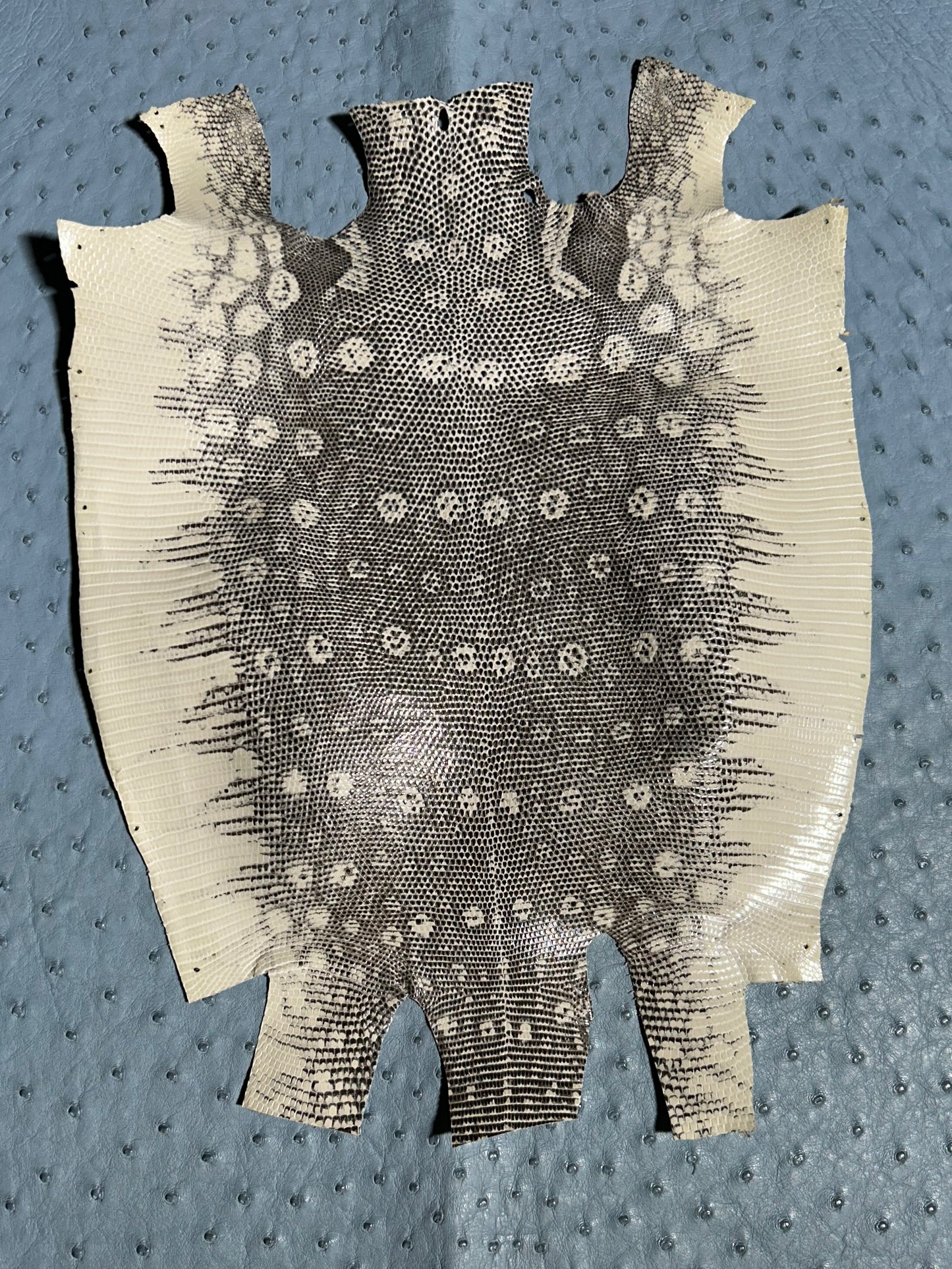 Black on White Lizard