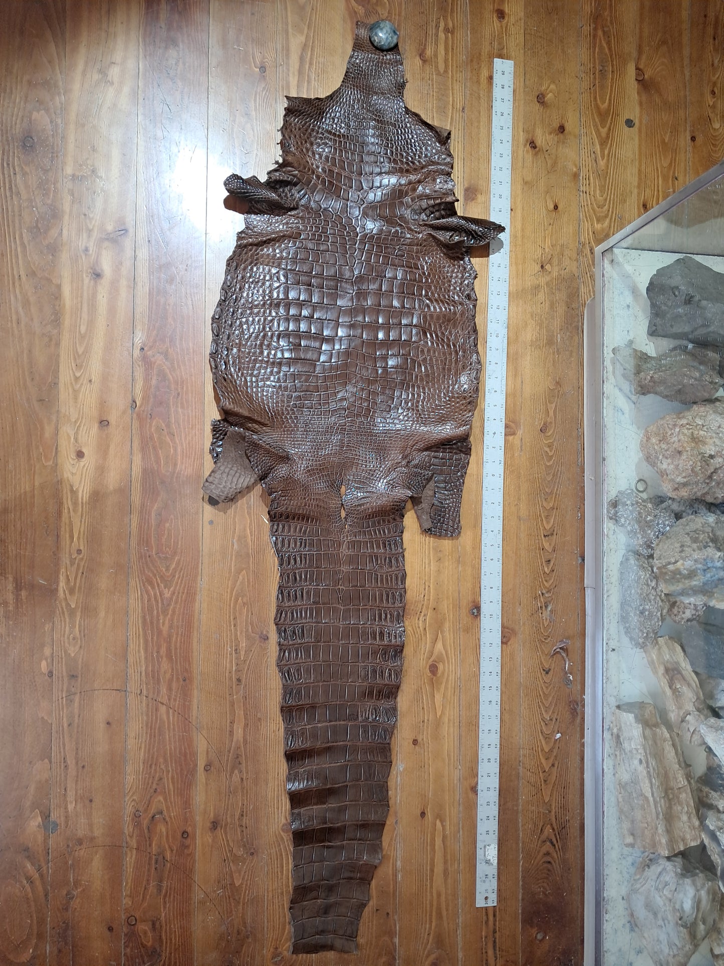 Dark Brown Australian Crocodile Belly