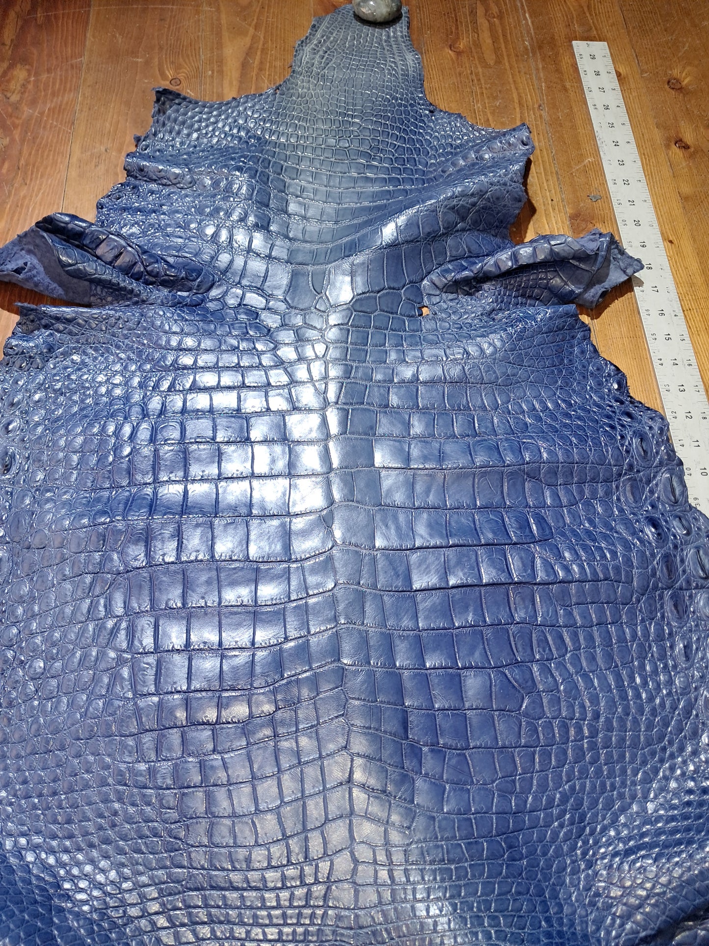 Navy Australian Crocodile Belly