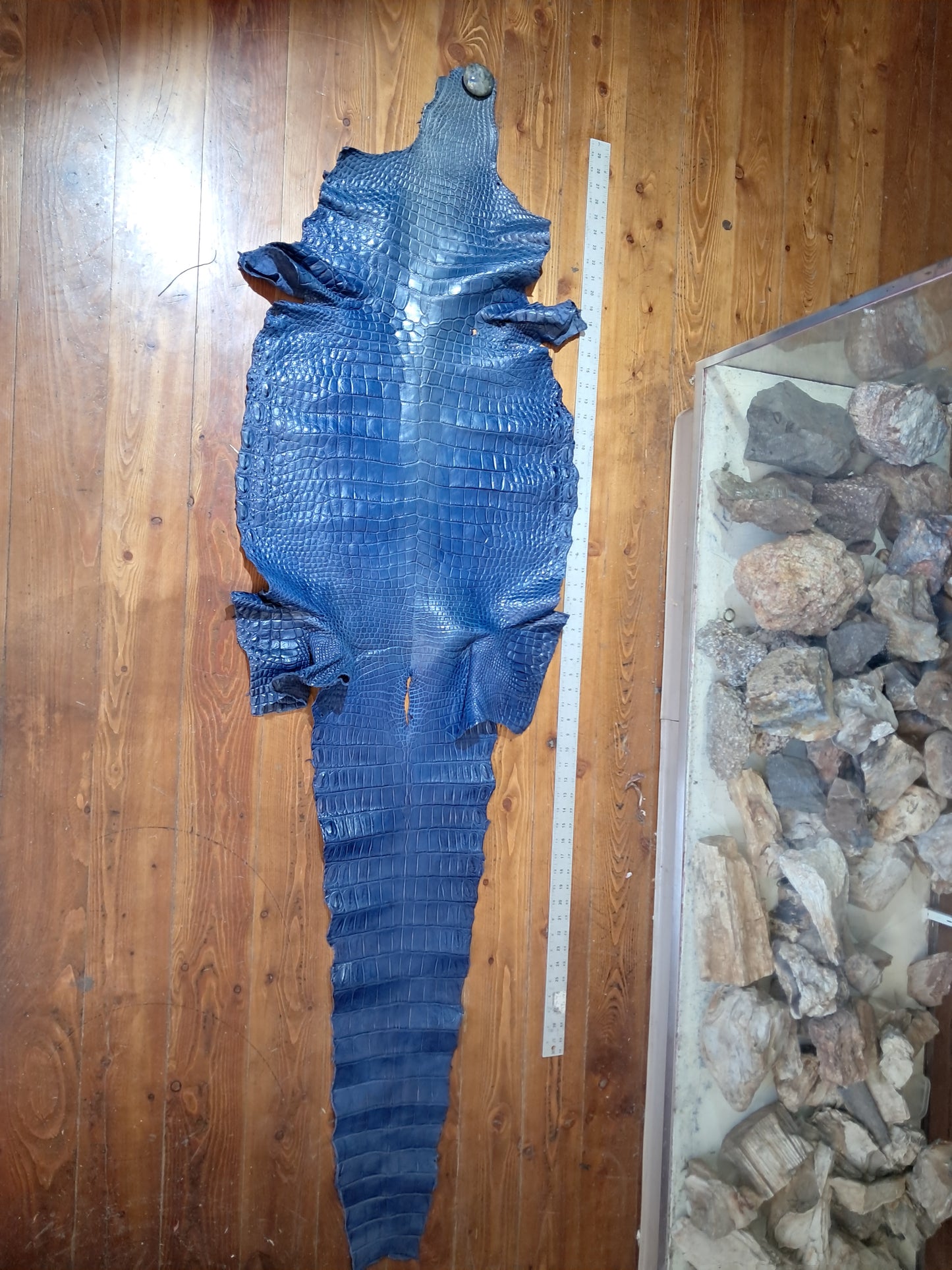 Navy Australian Crocodile Belly