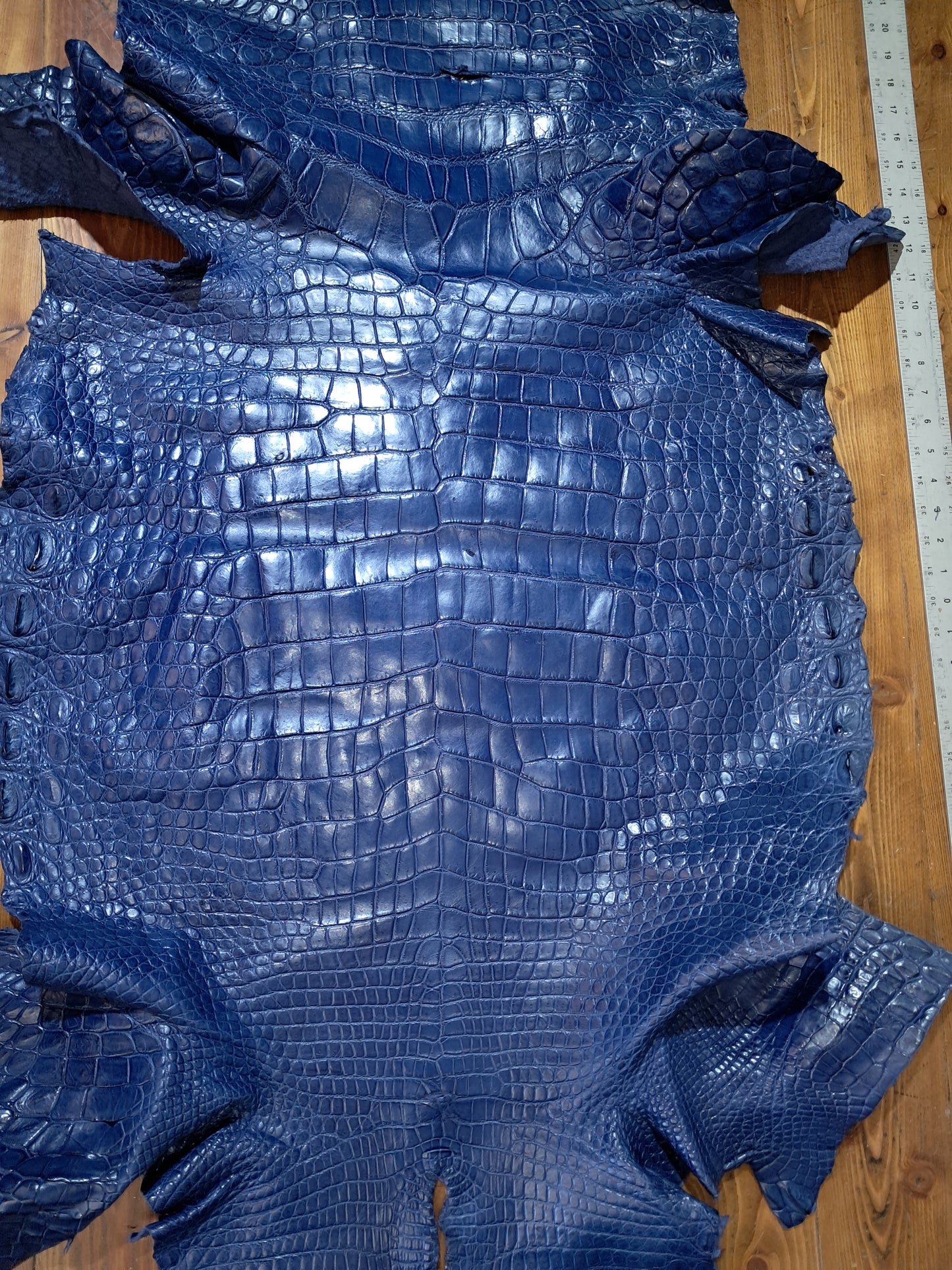 Navy Australian Crocodile Belly