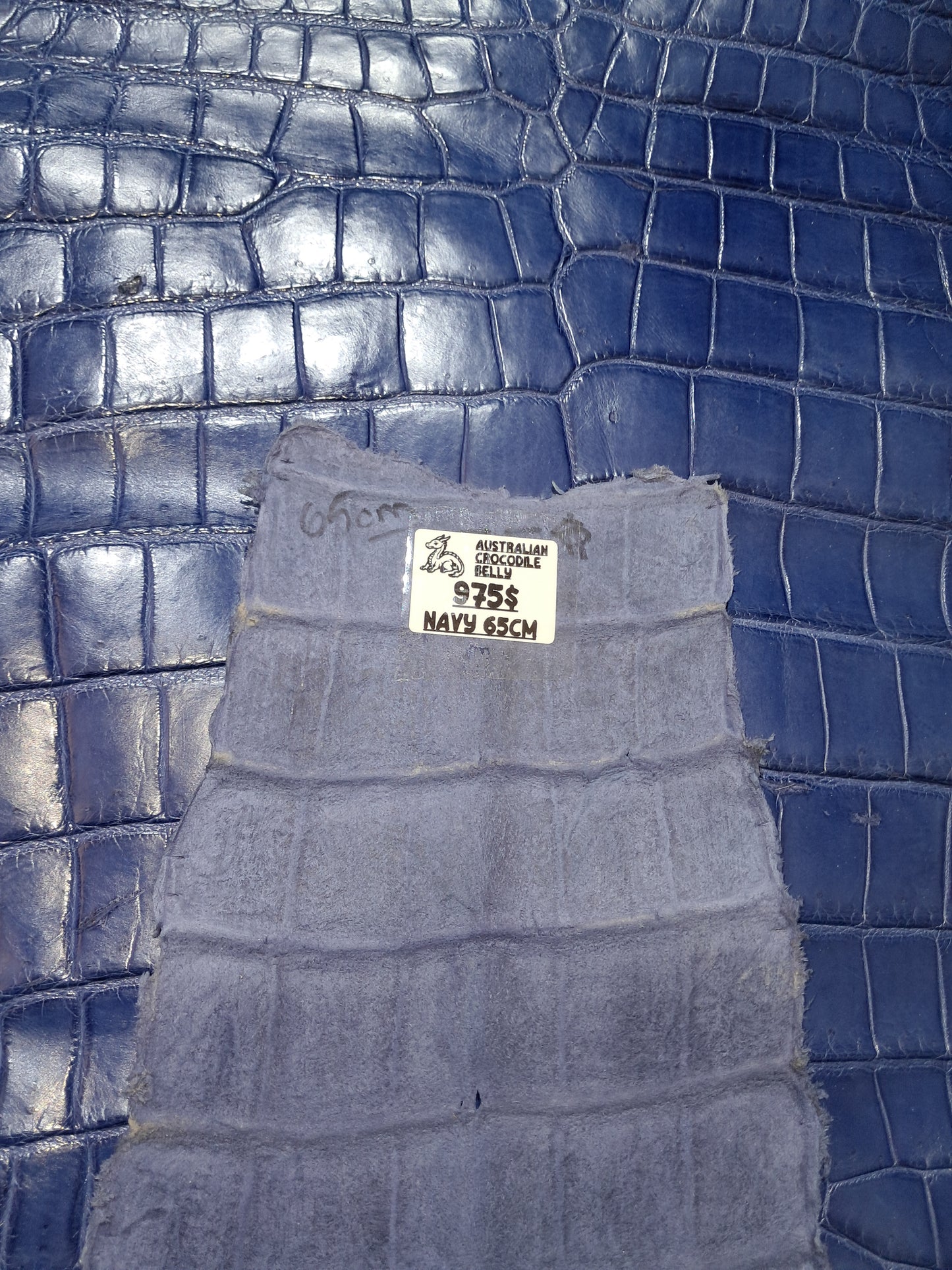 Navy Australian Crocodile Belly