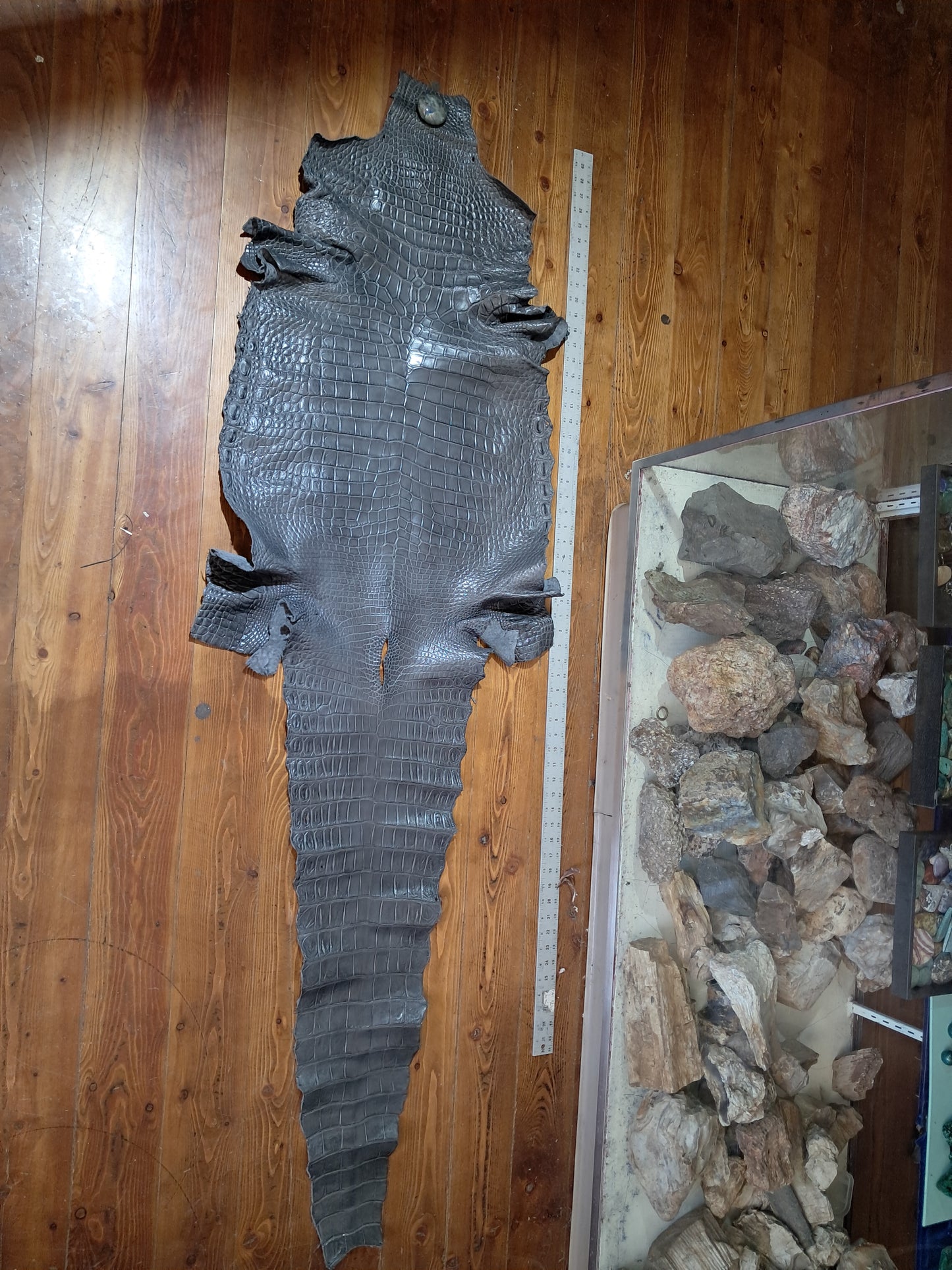 Light Grey Australian Crocodile Belly