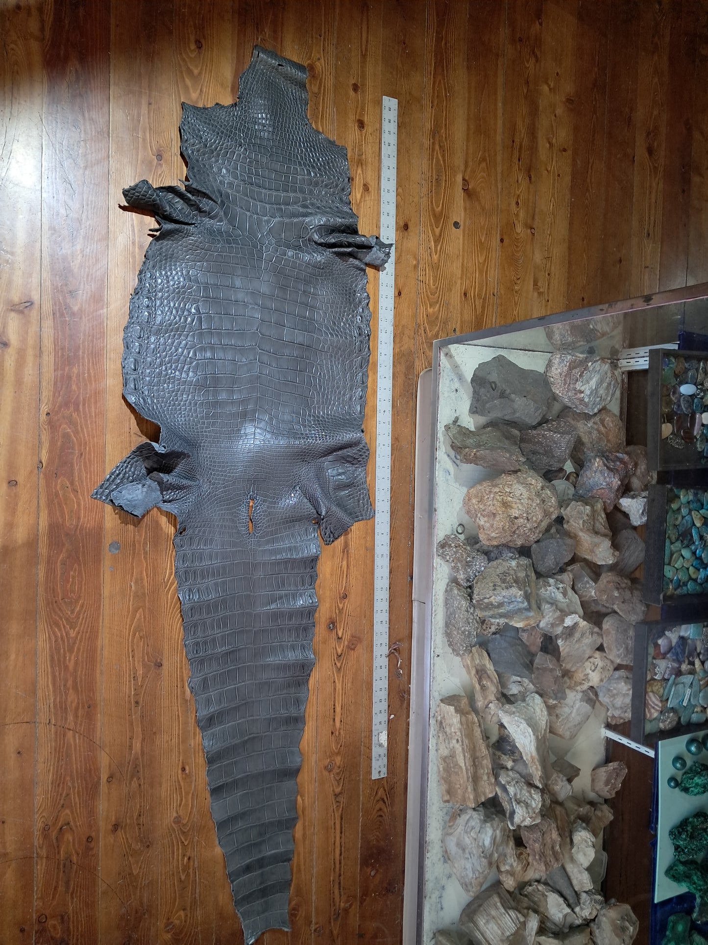 Light Grey Crocodile Belly