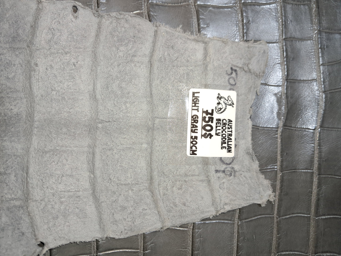 Light Grey Crocodile Belly
