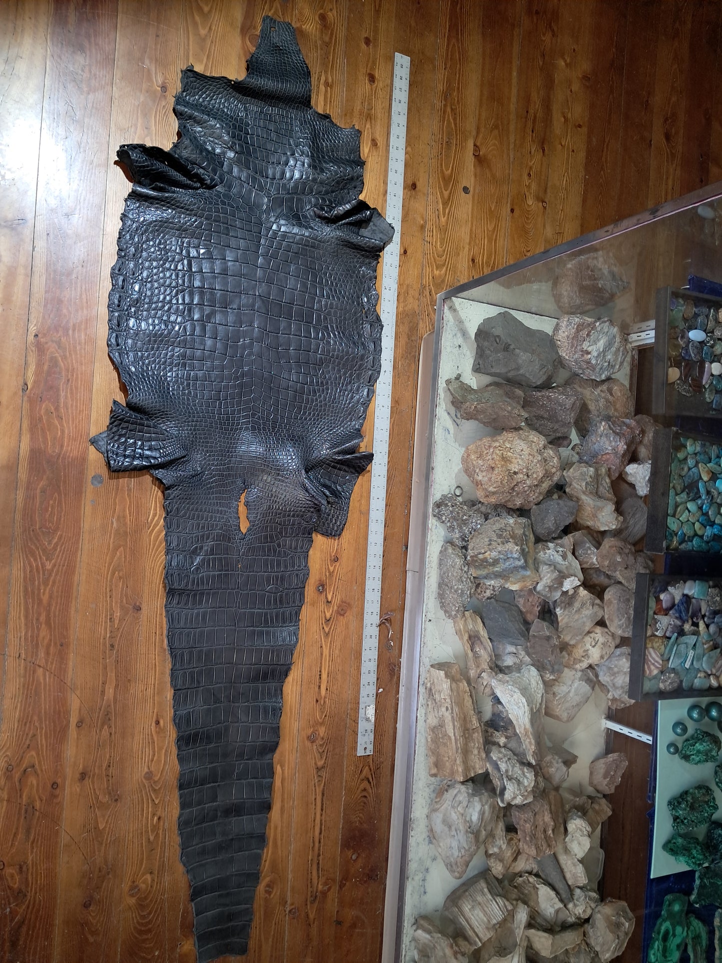 Dark Grey Australian Crocodile Belly