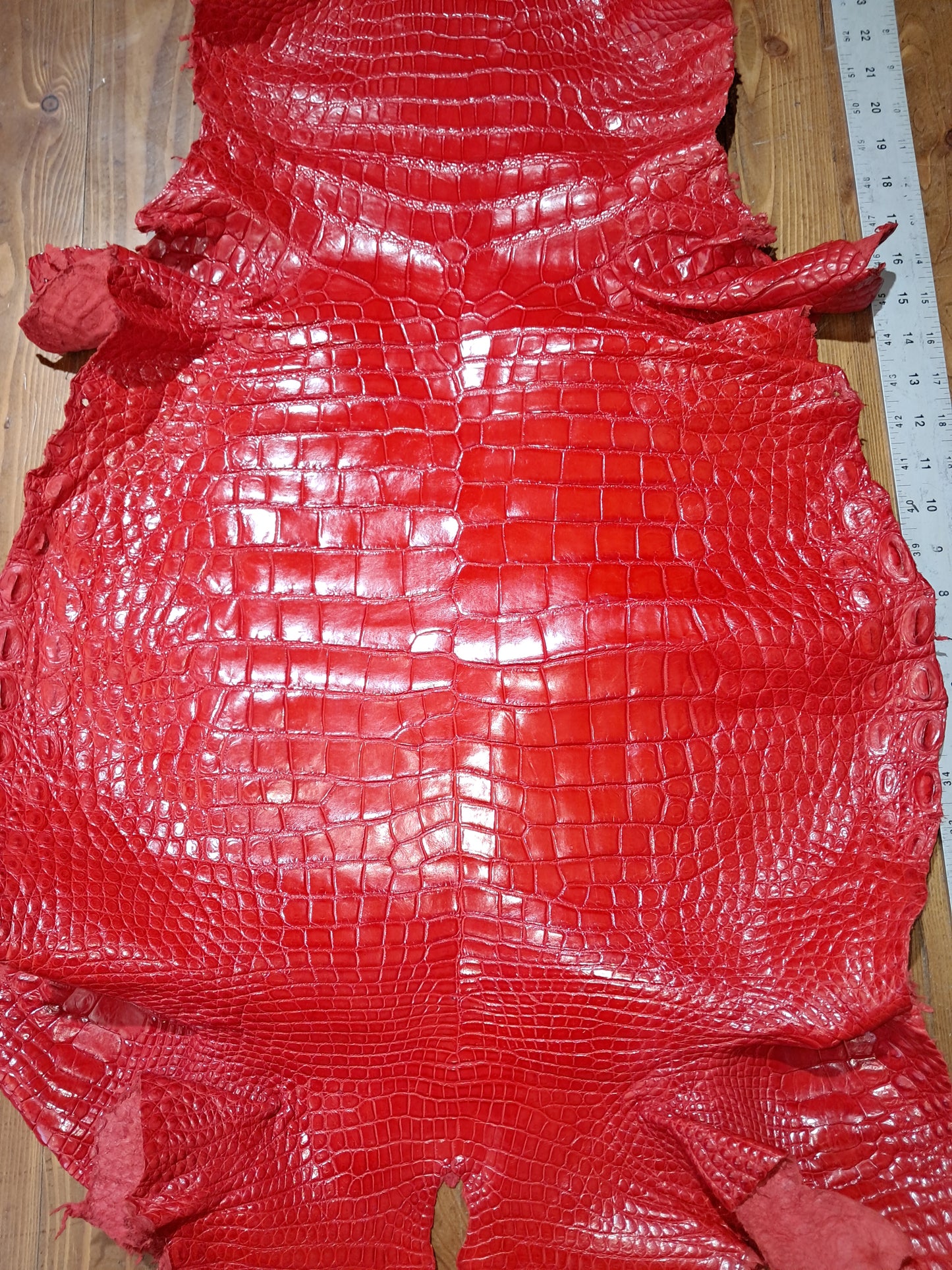 Perfect Red Australian Crocodile Belly