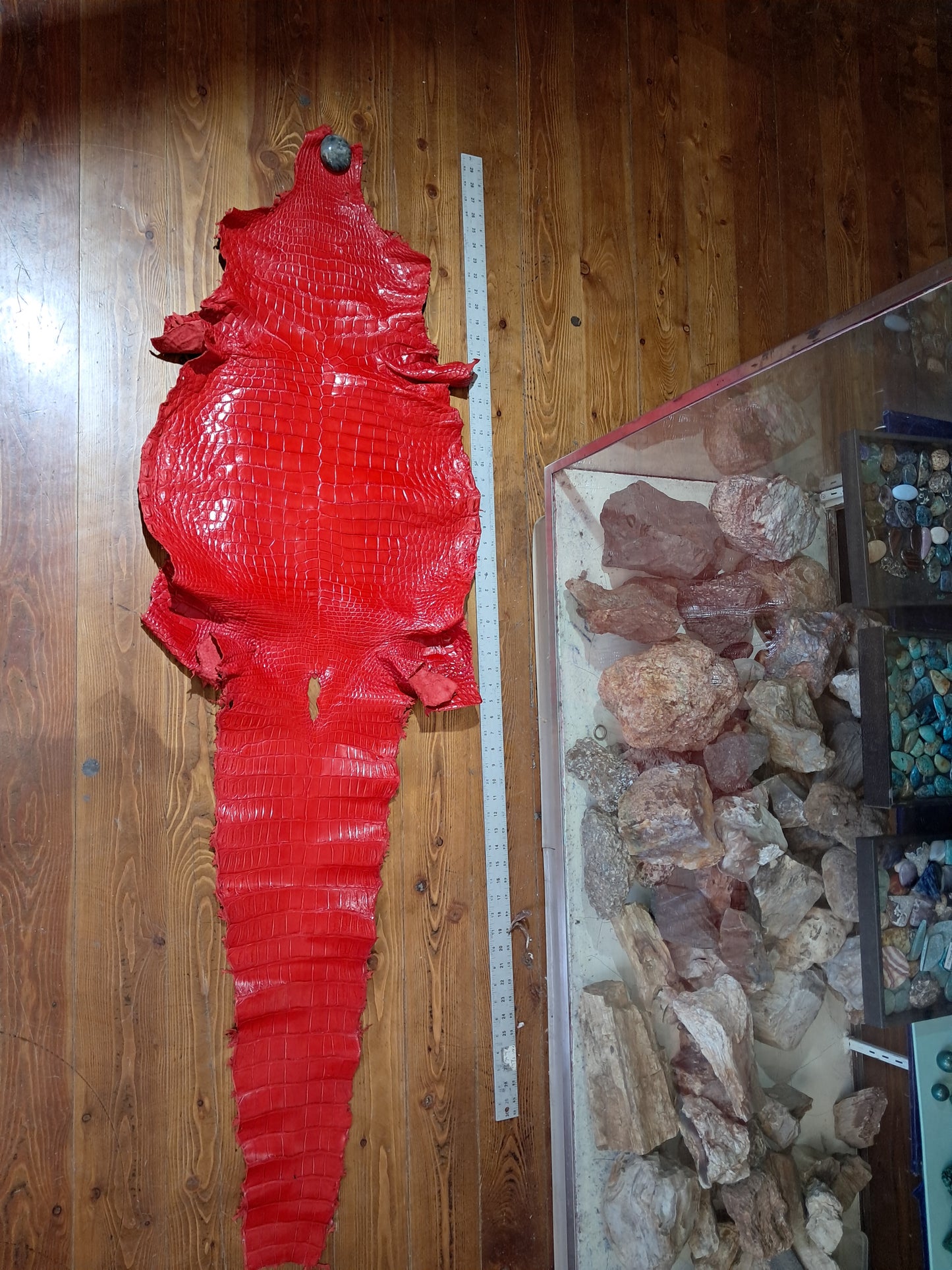 Perfect Red Australian Crocodile Belly