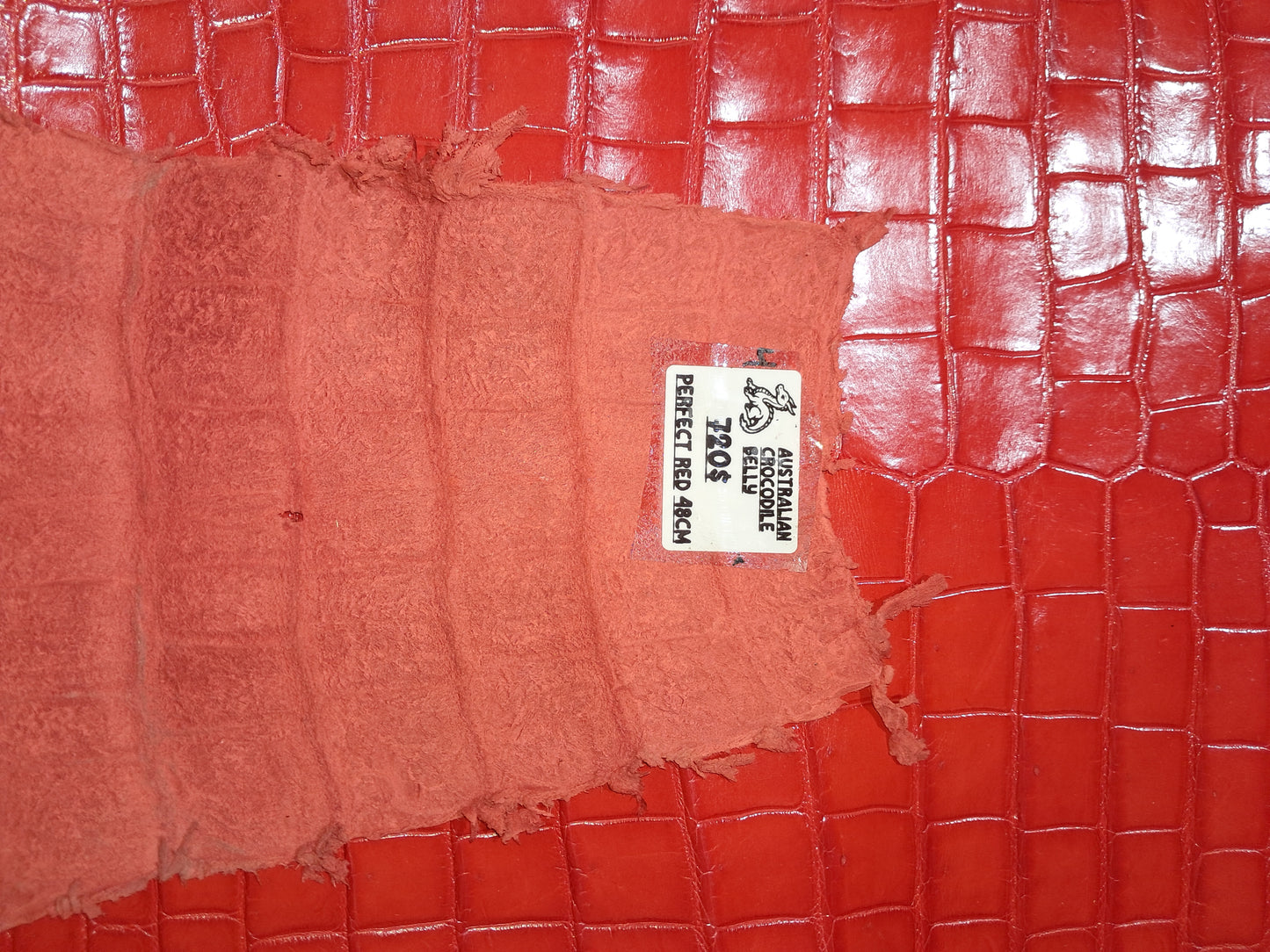 Perfect Red Australian Crocodile Belly