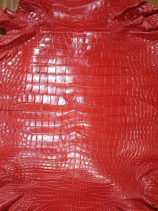 Perfect Red Australian Crocodile Belly