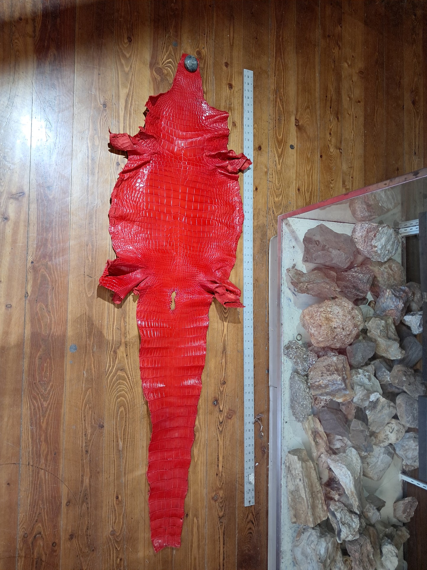 Perfect Red Australian Crocodile Belly