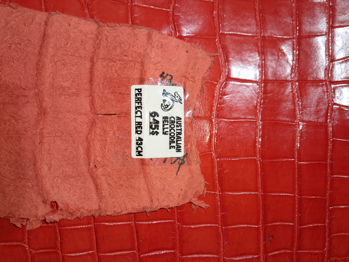 Perfect Red Australian Crocodile Belly