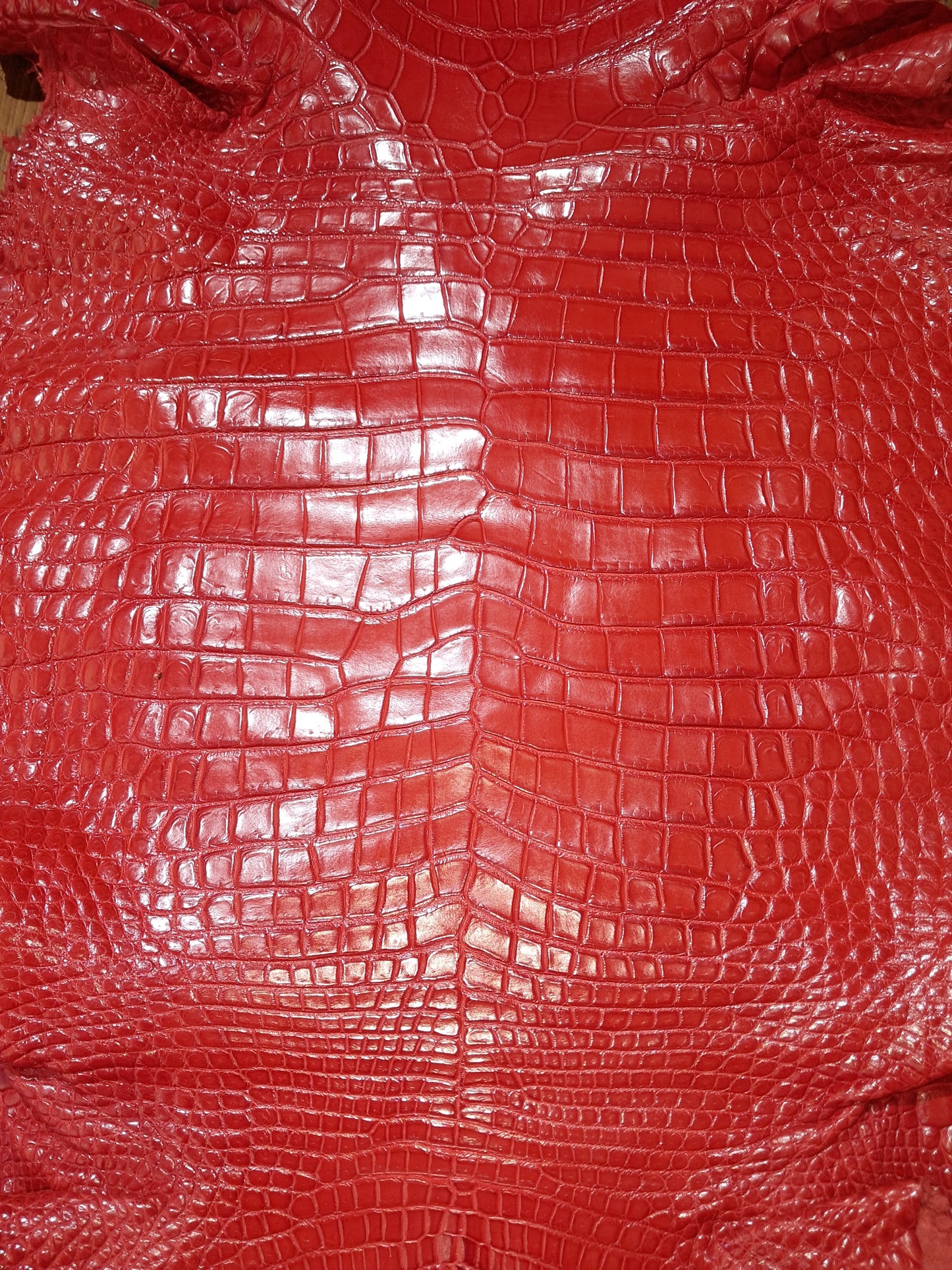 Perfect Red Australian Crocodile Belly