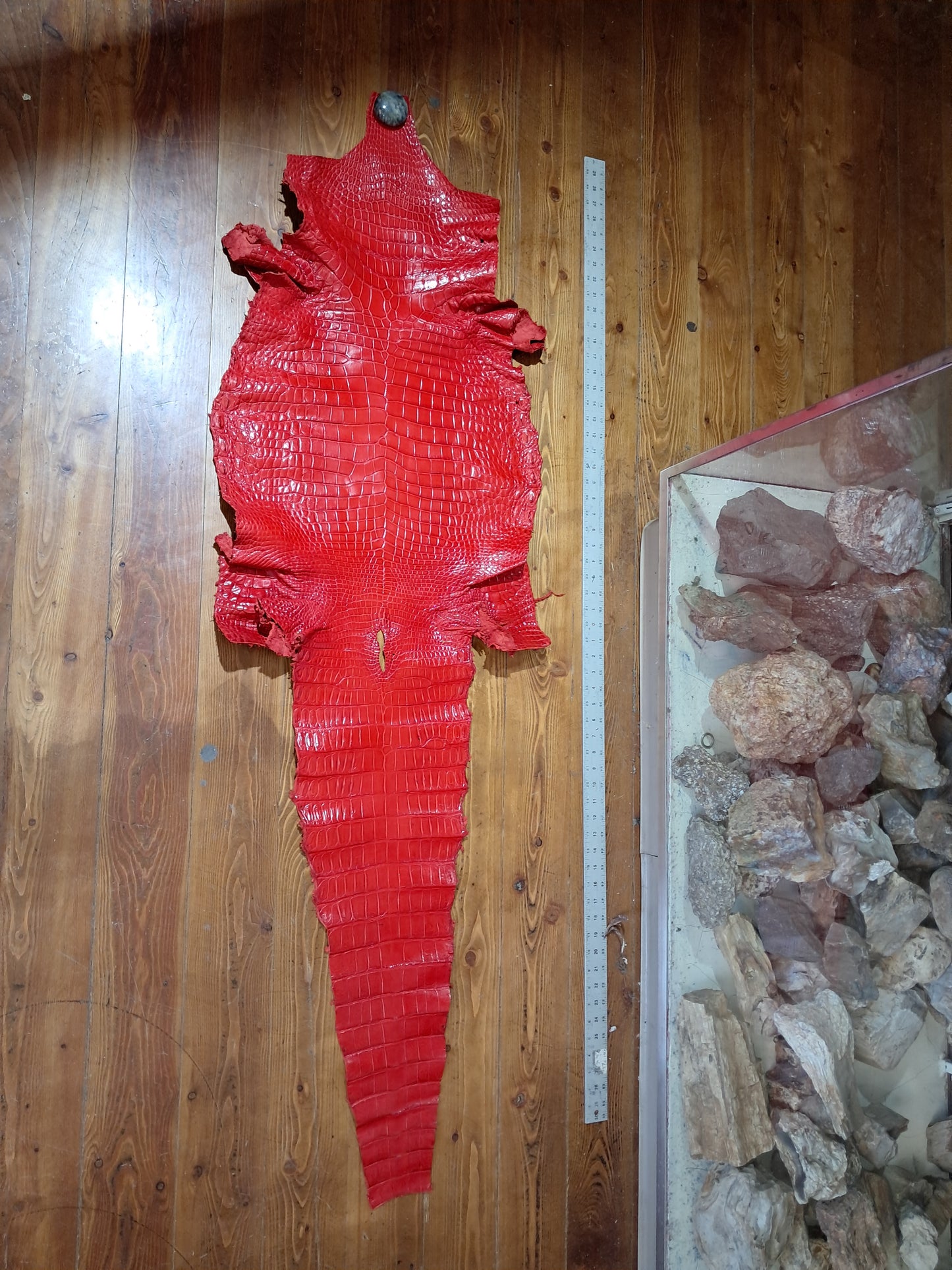 Perfect Red Australian Crocodile Belly