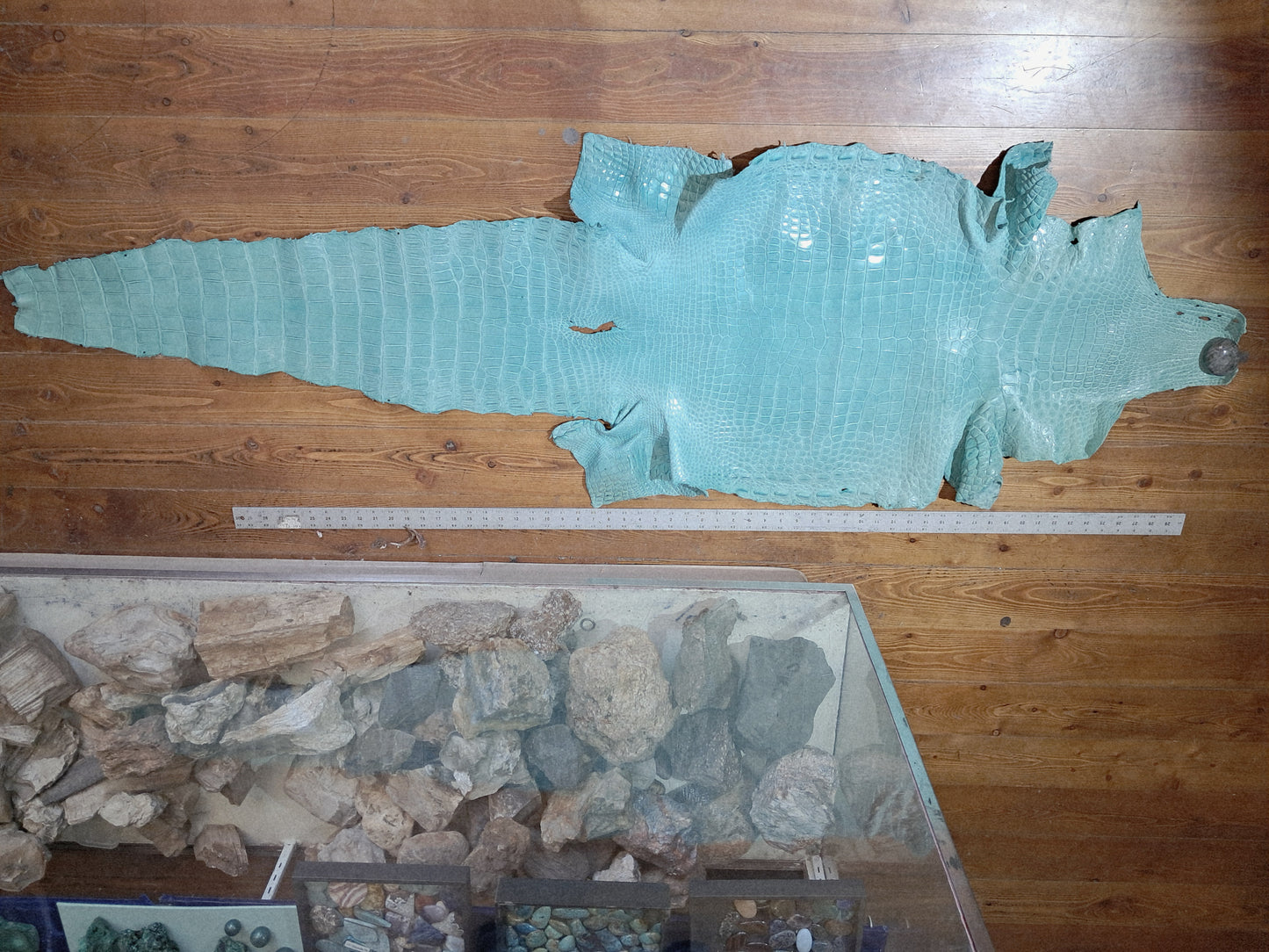 Tiffany Blue Australian Crocodile Belly