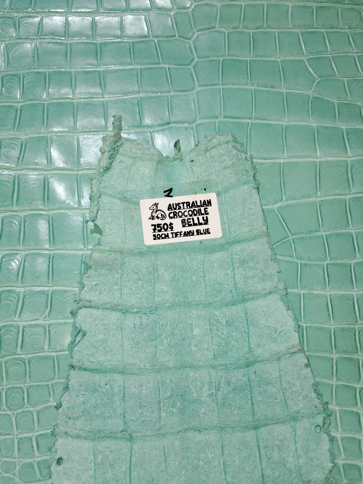 Tiffany Blue Australian Crocodile Belly