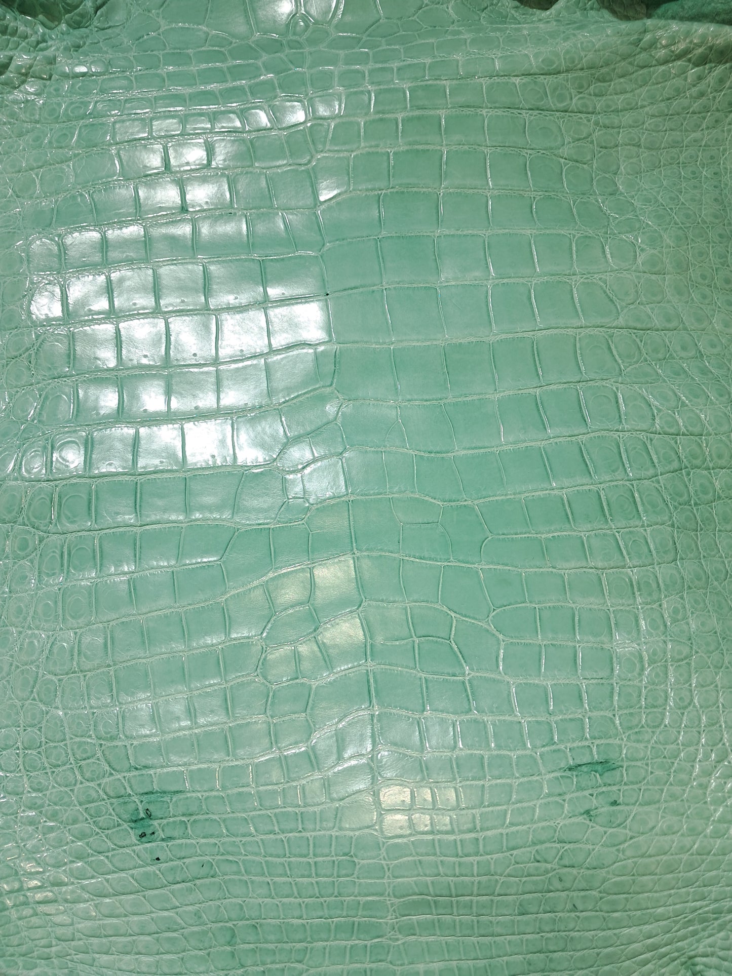 Tiffany Blue Australian Crocodile Belly