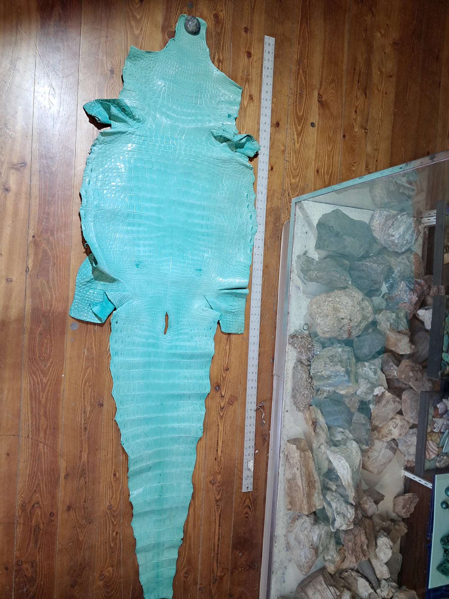 Tiffany Blue Australian Crocodile Belly