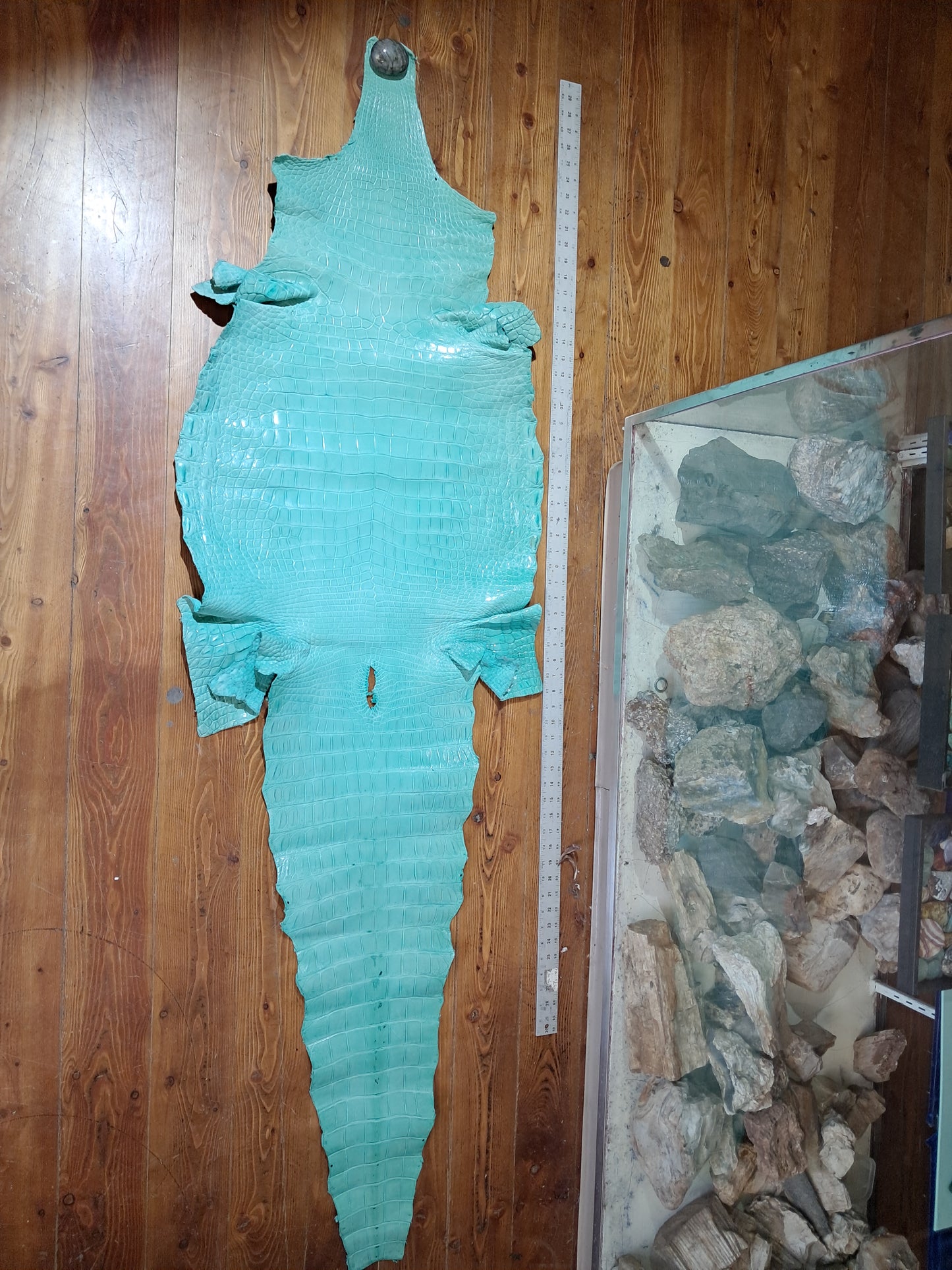 Tiffany Blue Australian Crocodile Belly