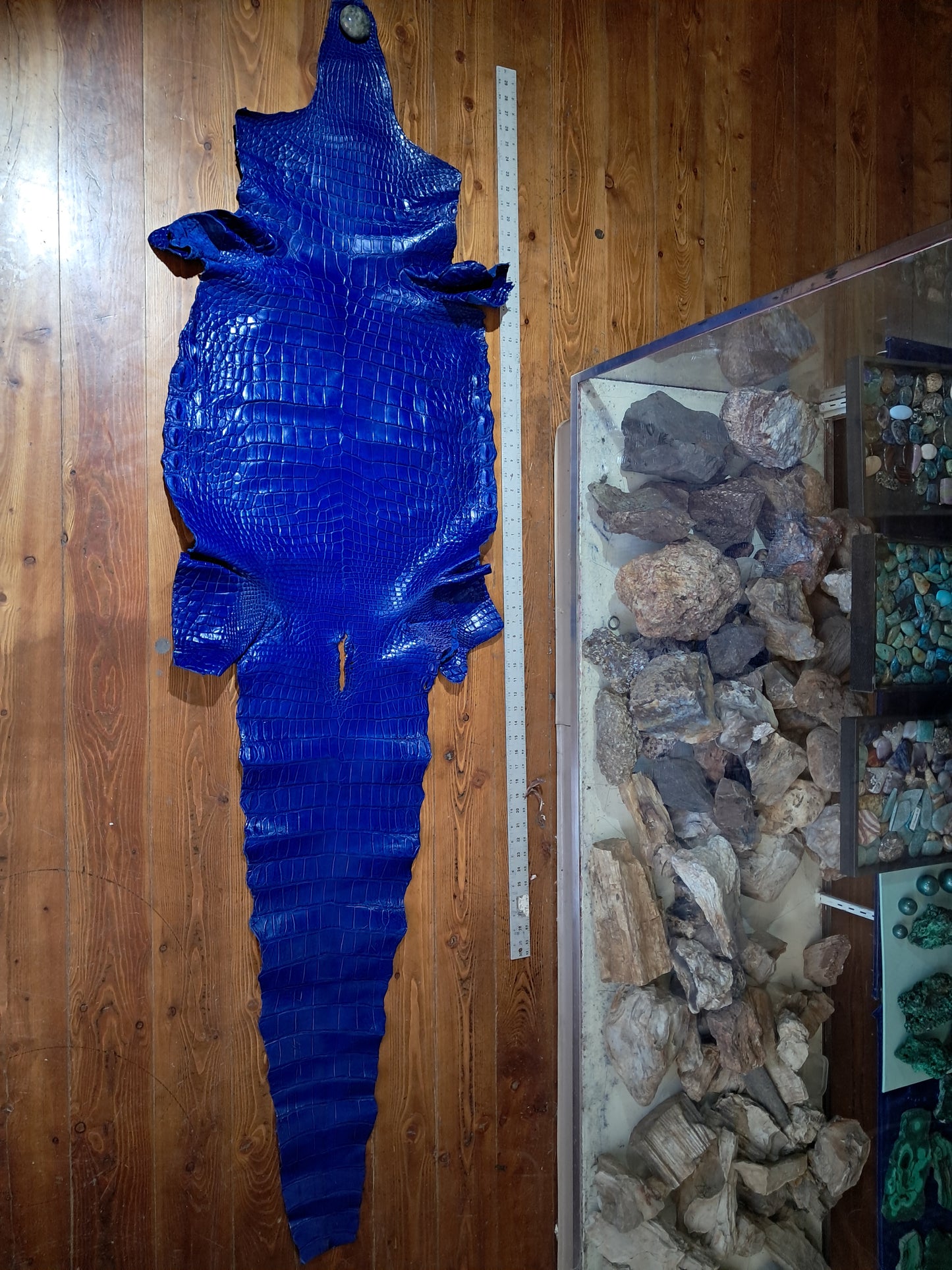 Electric Blue Australian Crocodile Belly