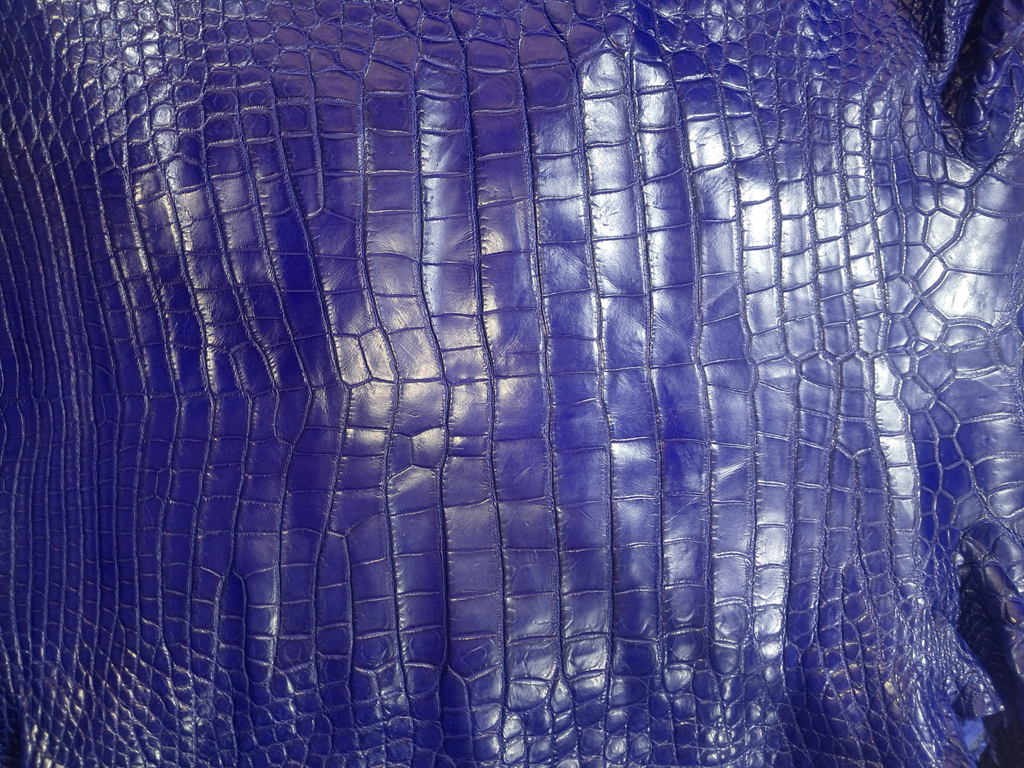 Royal Blue Australian Crocodile Belly