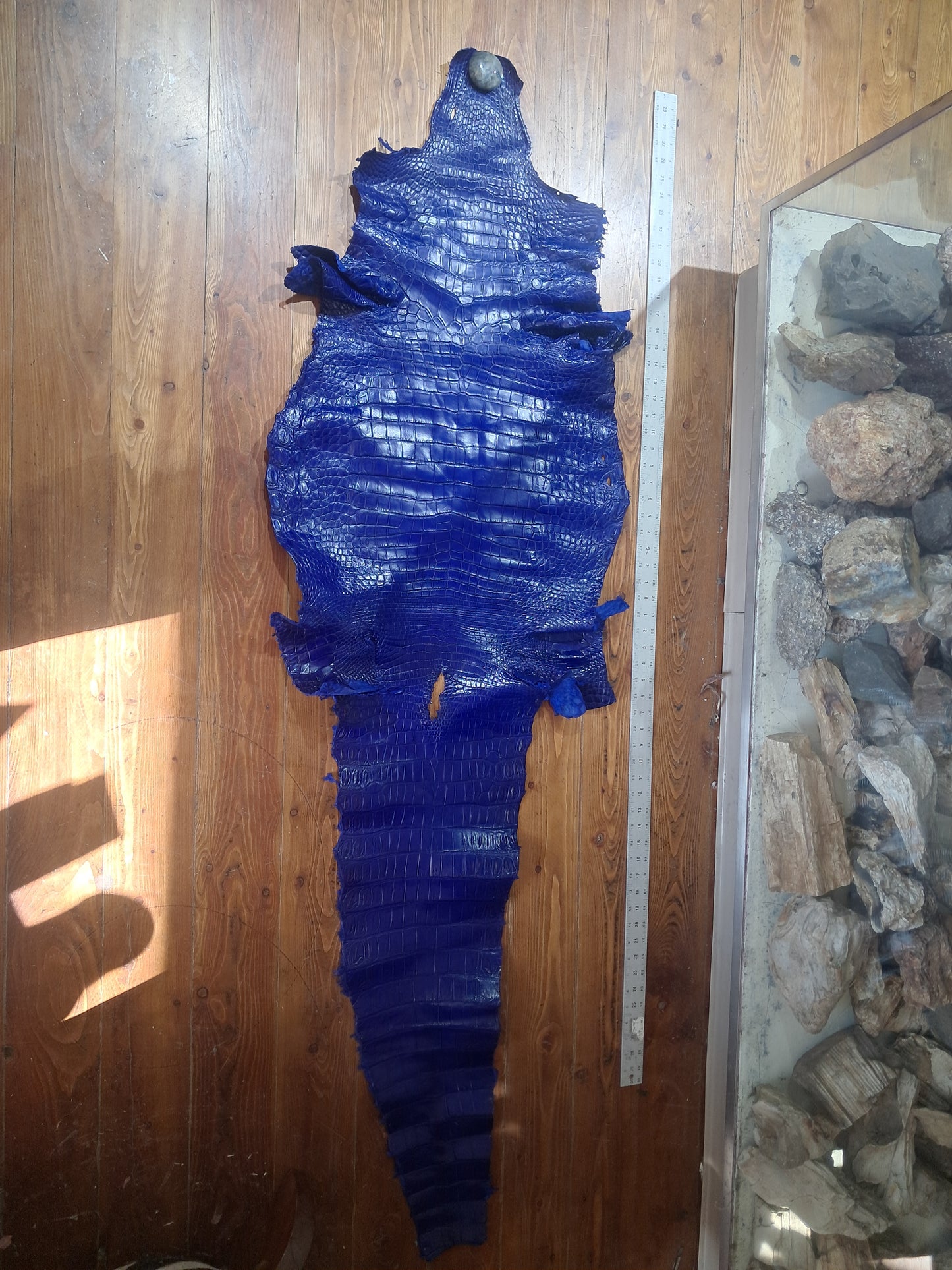 Royal Blue Australian Crocodile Belly
