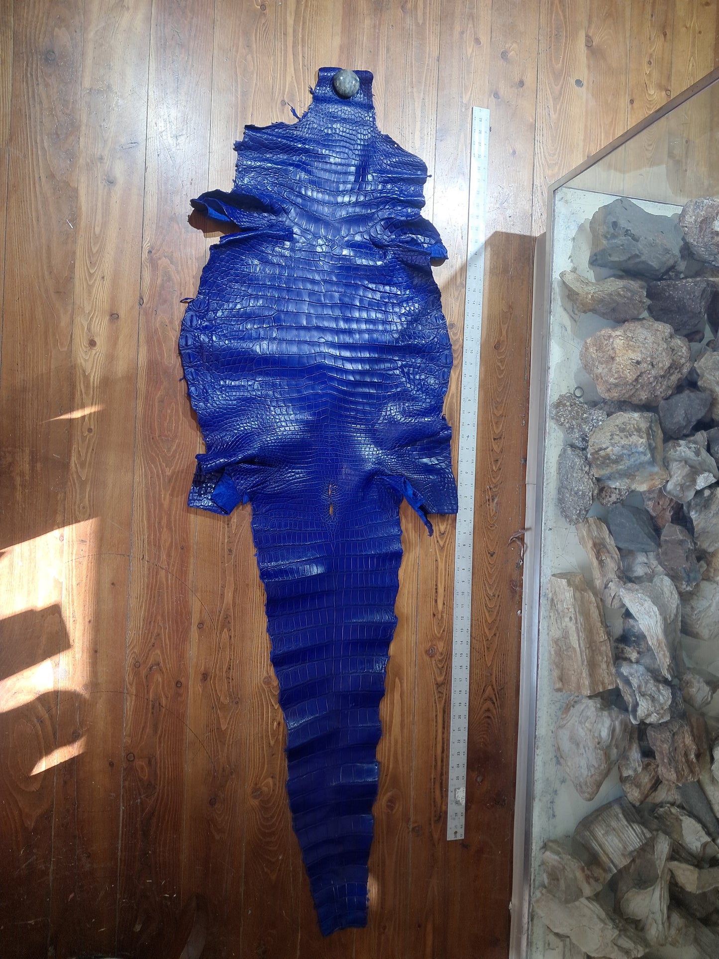 Royal Blue Australian Crocodile Belly