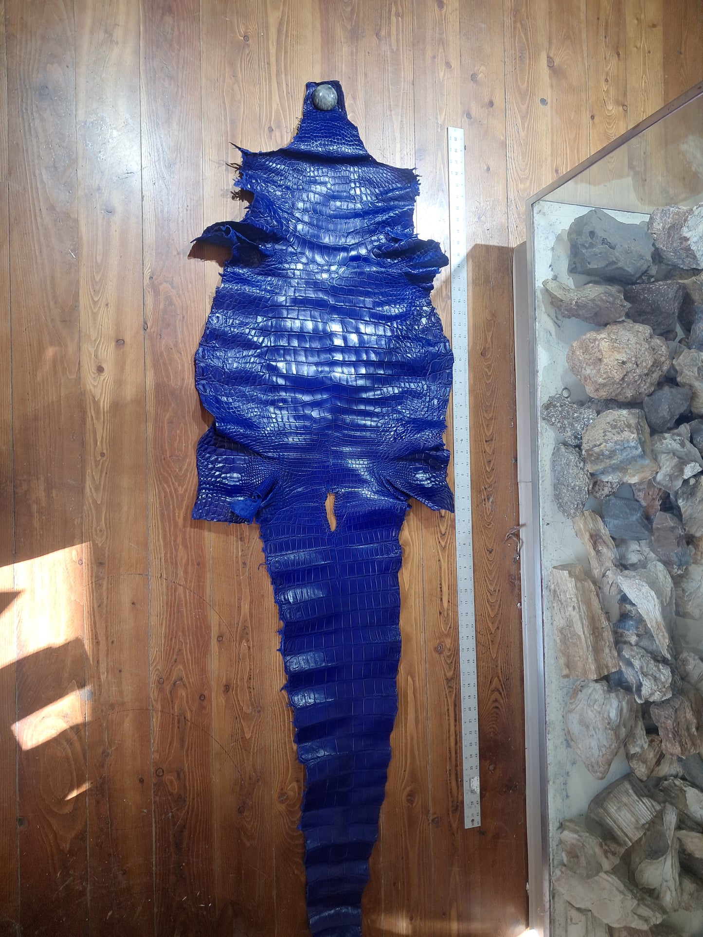 Royal Blue Australian Crocodile Belly