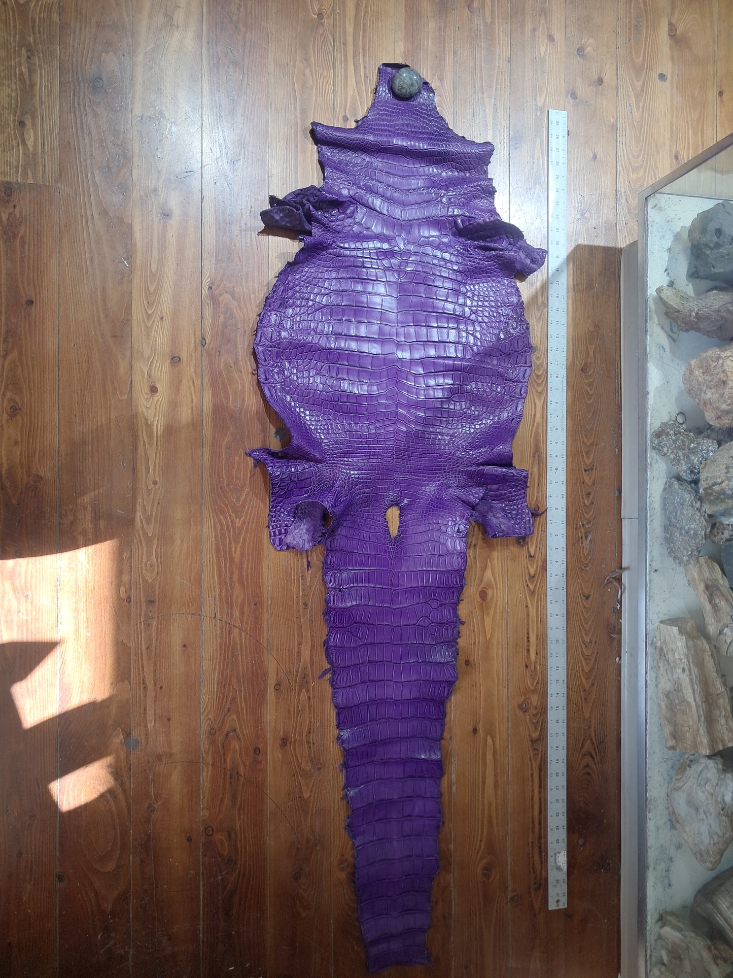 Purple Australian Crocodile Belly