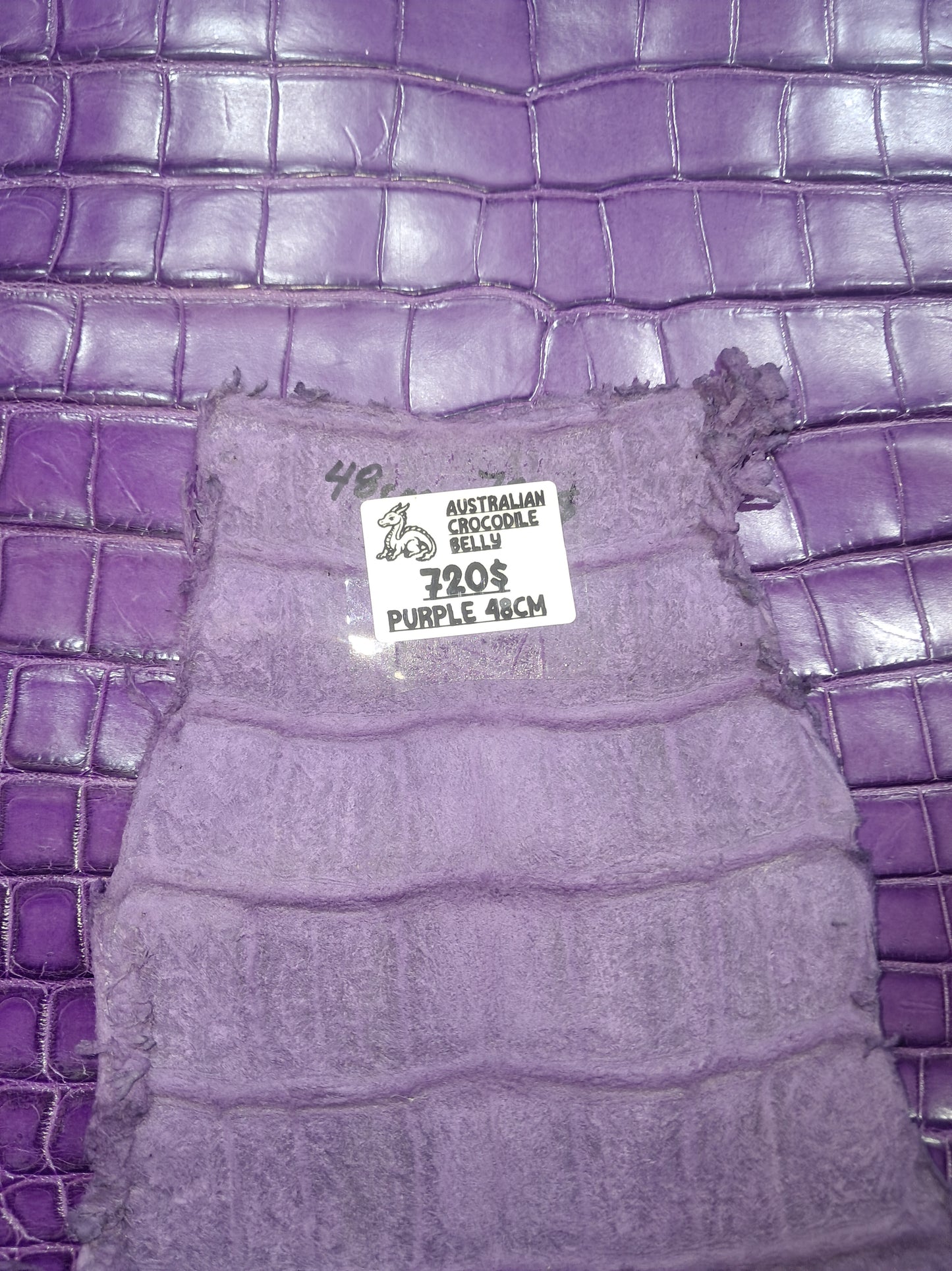 Purple Australian Crocodile Belly