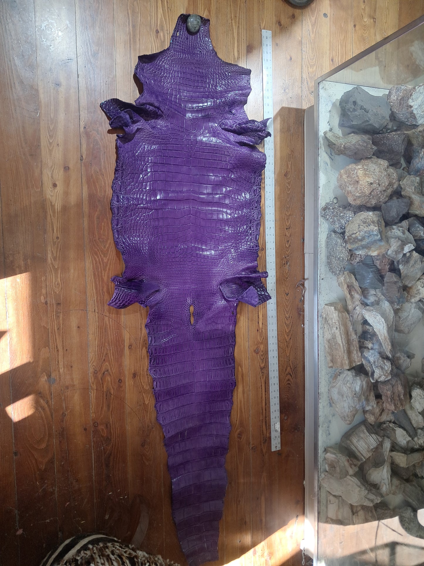 Purple Australian Crocodile Belly