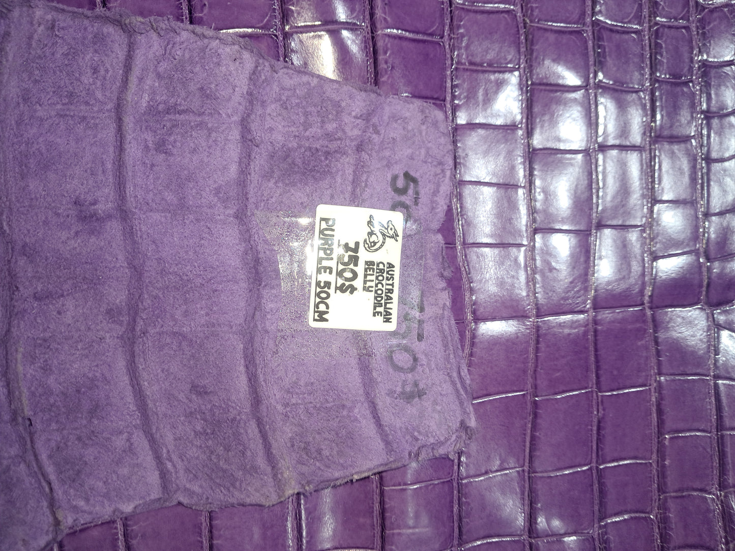 Purple Australian Crocodile Belly