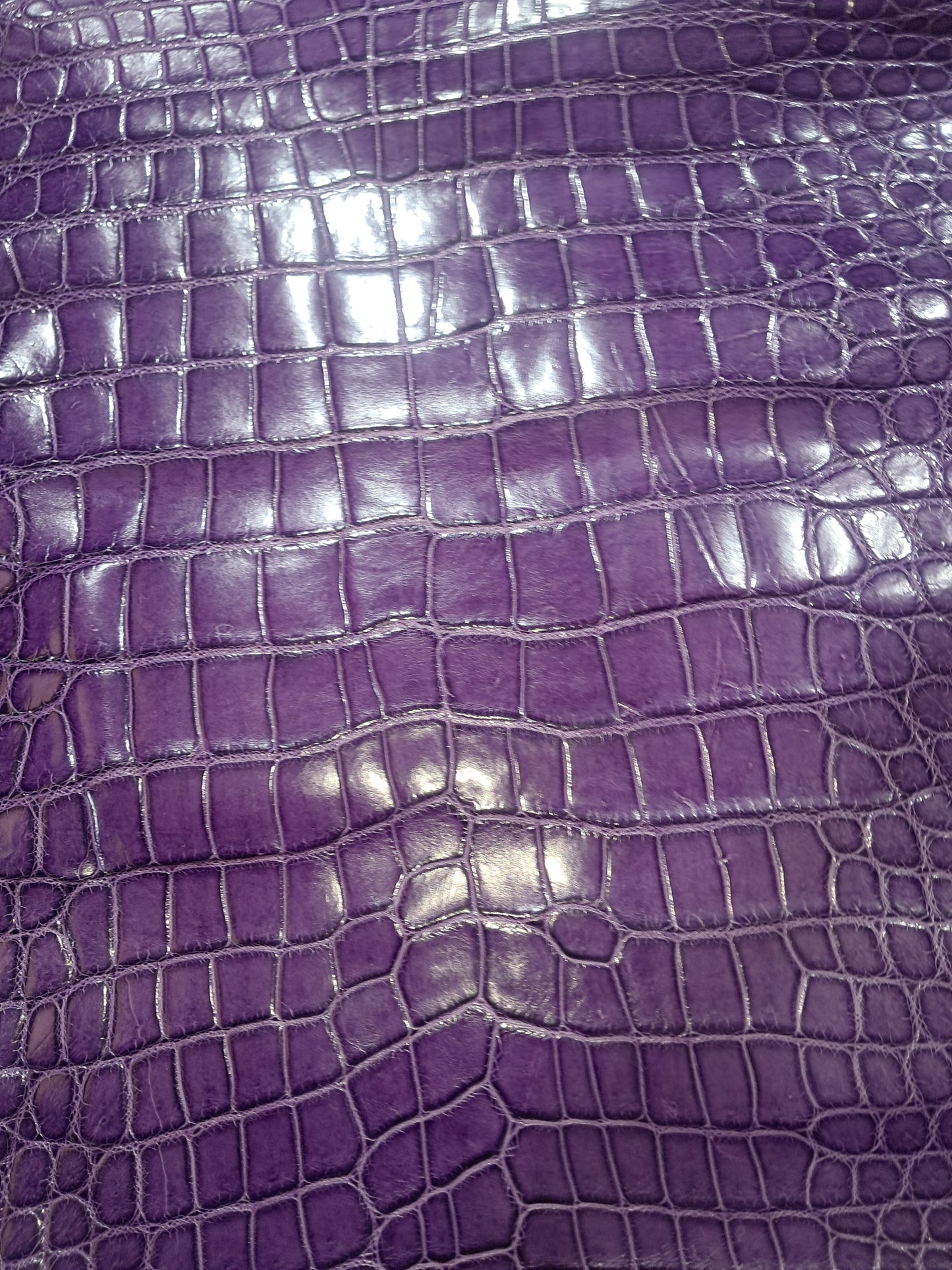 Purple Australian Crocodile Belly